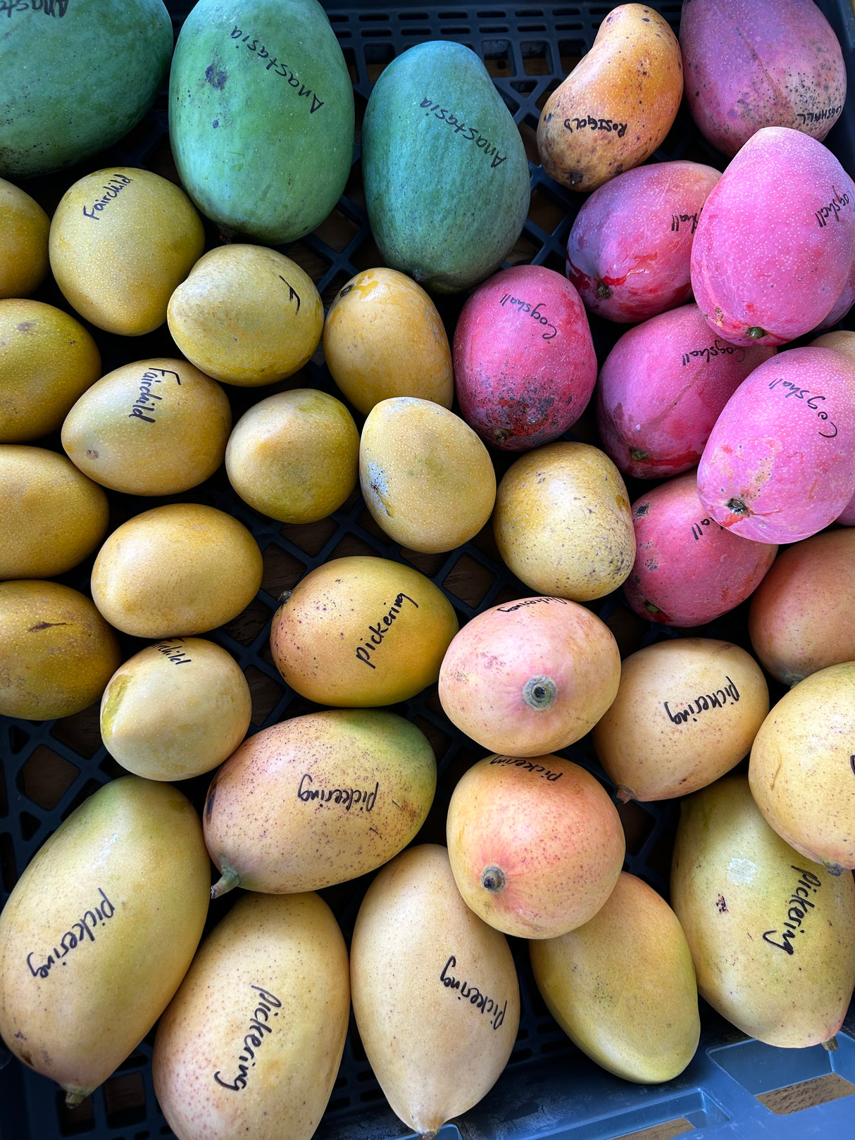 MangoPalooza 2026 // MANGO LOVER (GEN. ADMISSION) // Saturday, July 11th @ 4-8pm