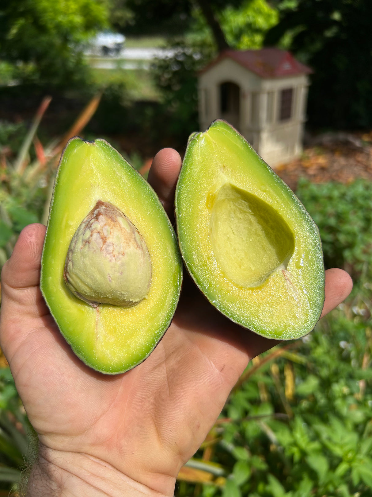 Avocado Tree ‘Maria Black’