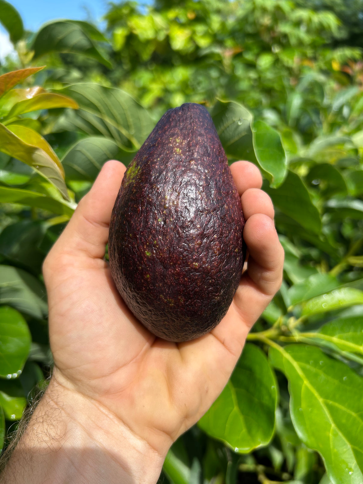 Avocado Tree ‘Maria Black’