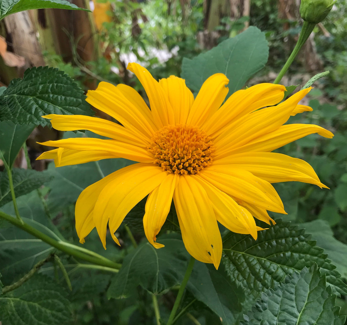 Mexican Sunflower Plant