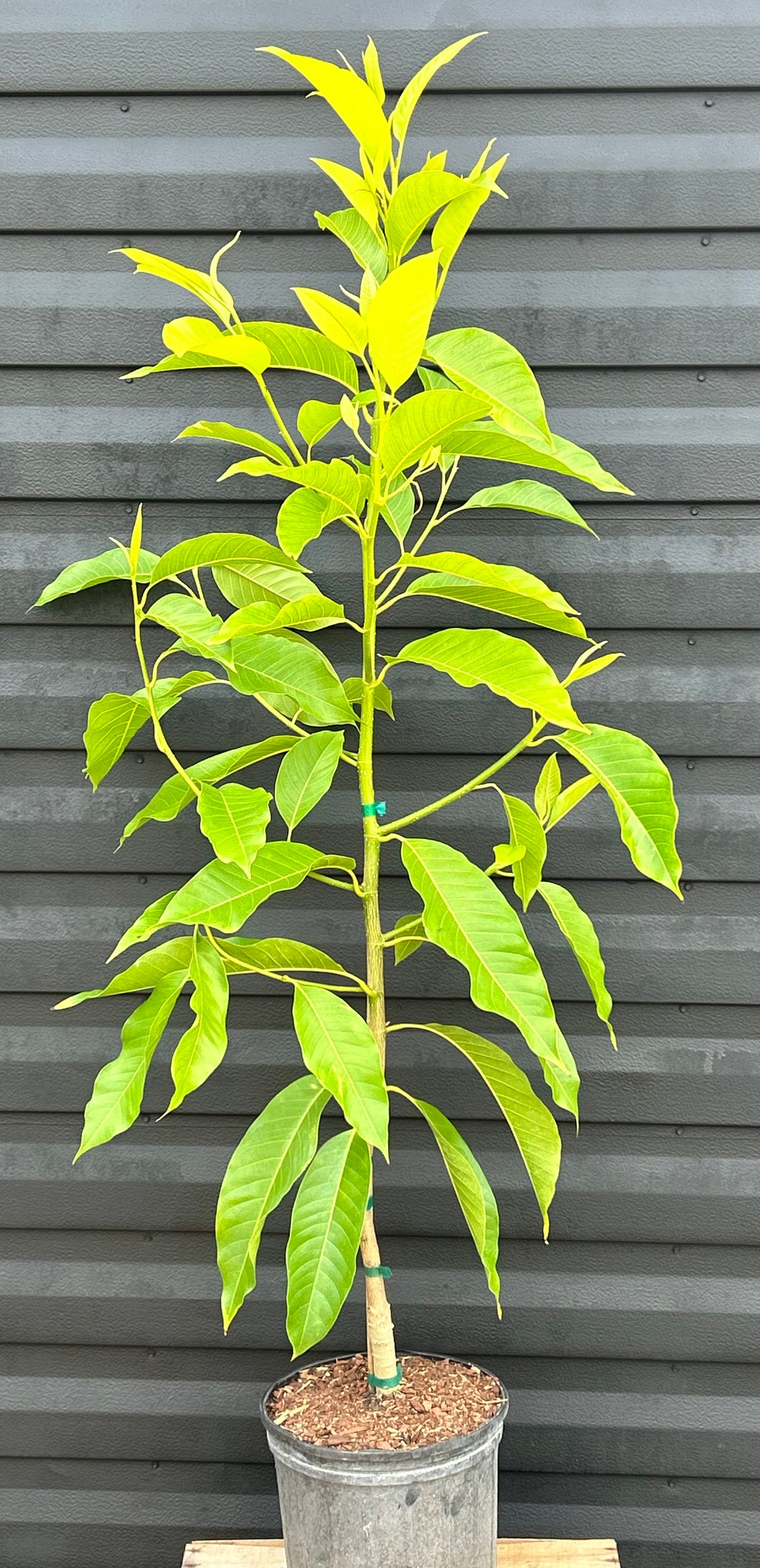 Michelia Alba Tree