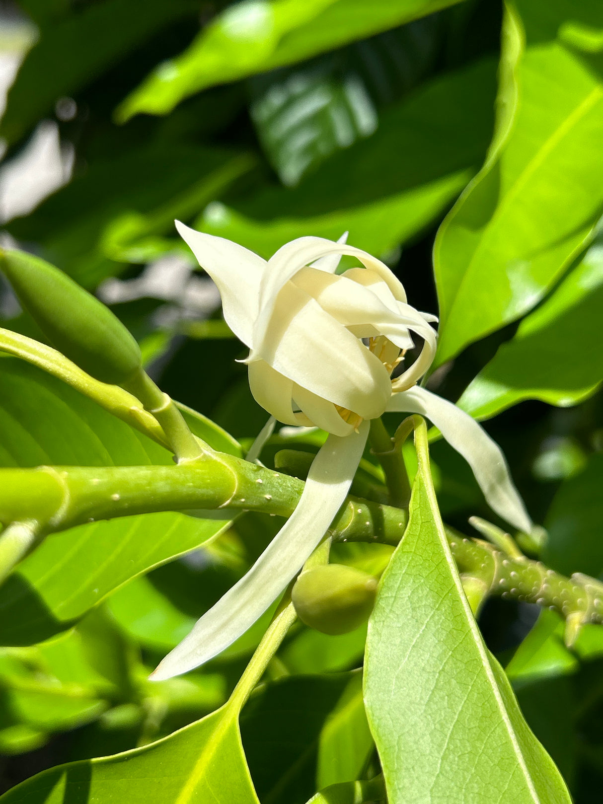 Michelia Alba Tree