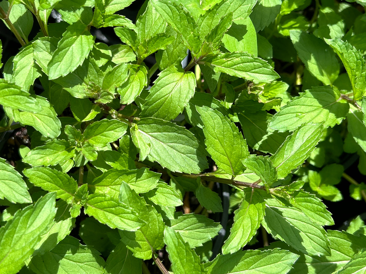Mint #1 Plant