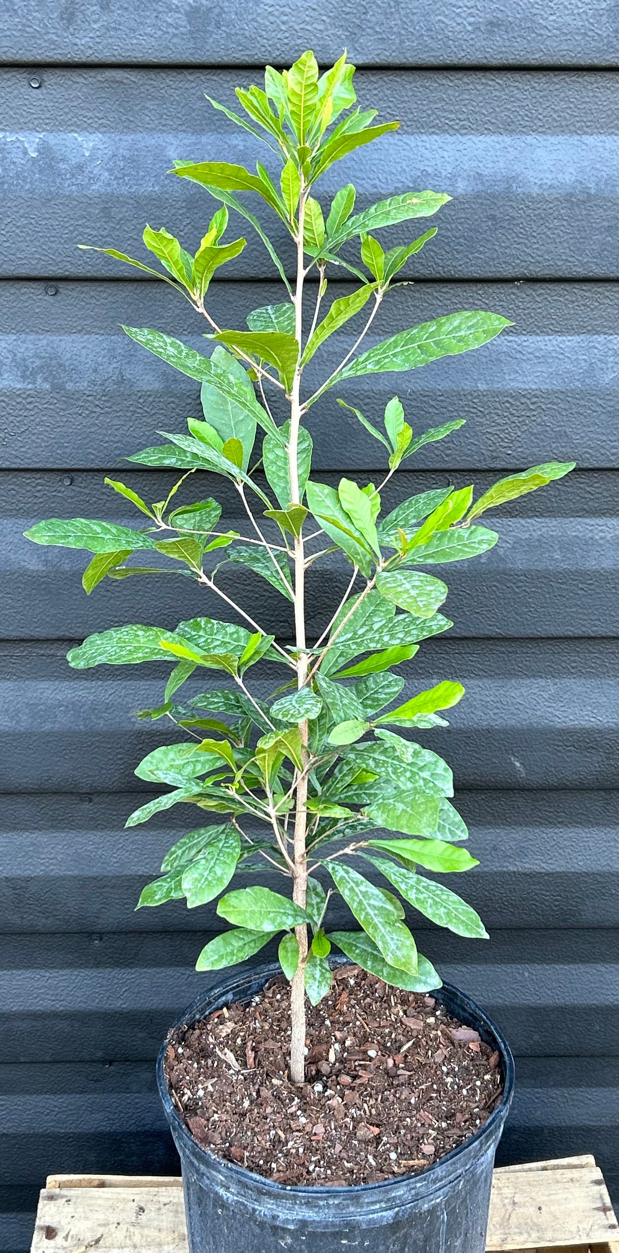 Miracle Fruit Tree