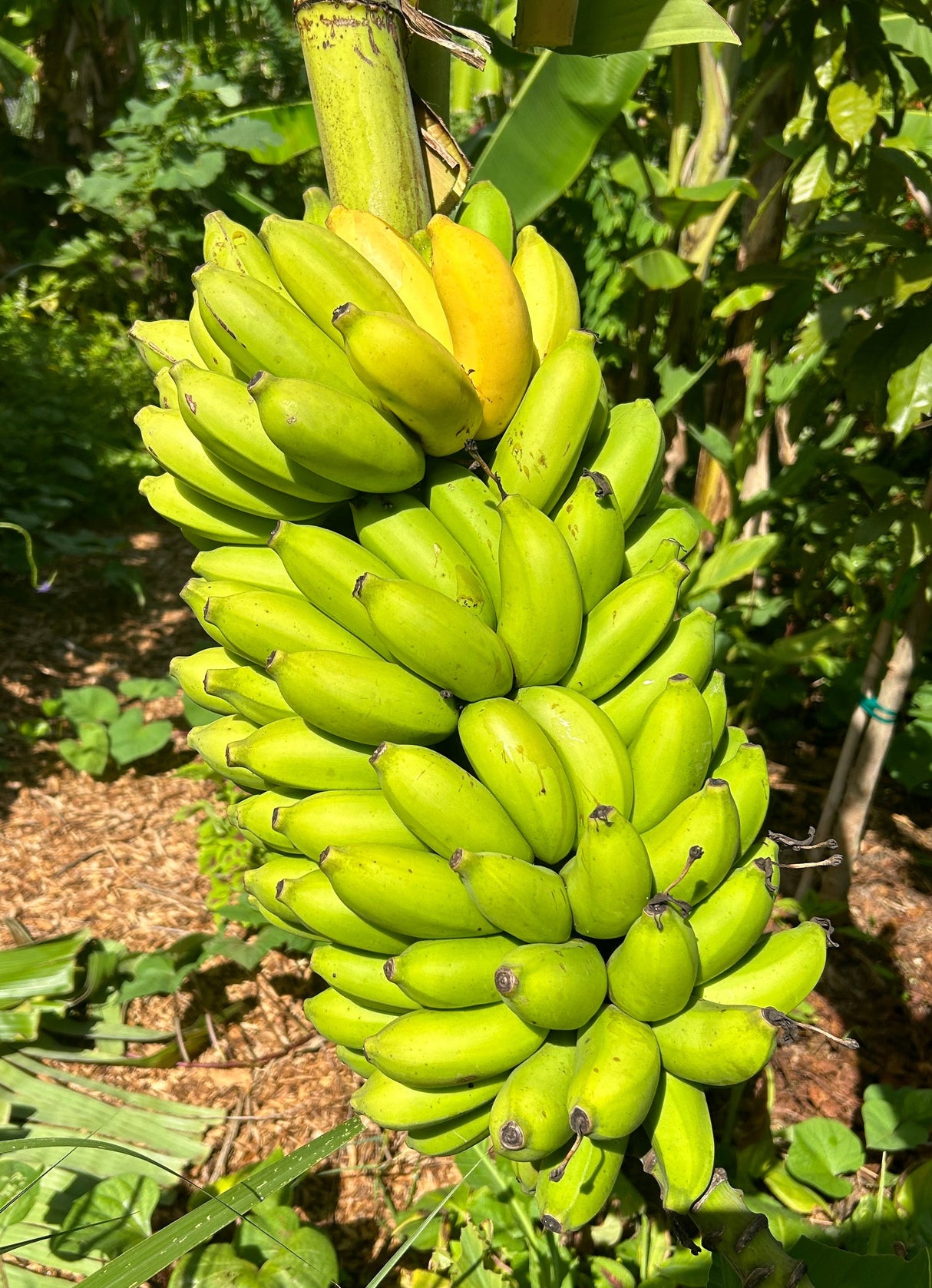 Banana Plant 'Misi Luki'