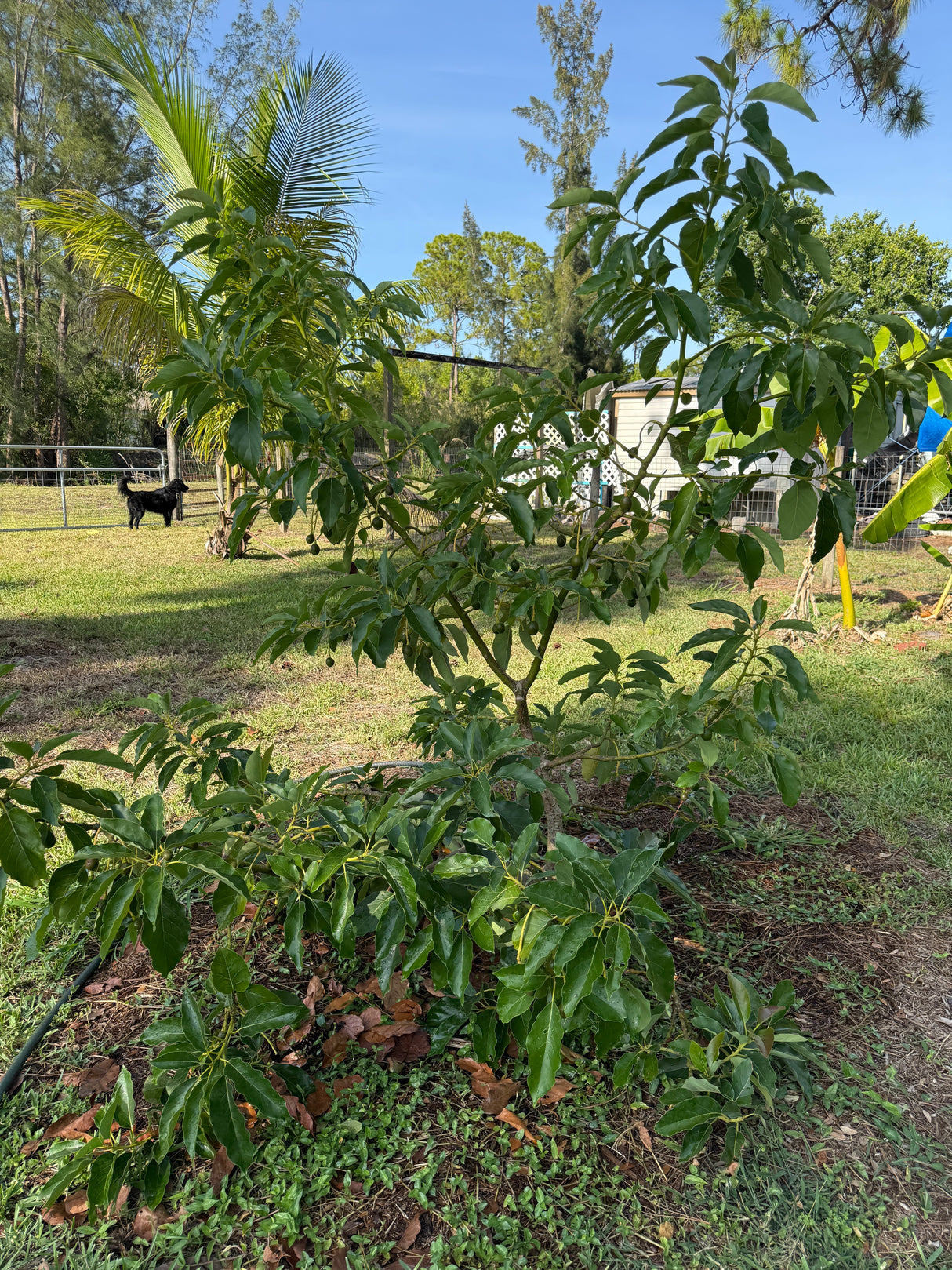 Avocado Tree ‘Monroe’