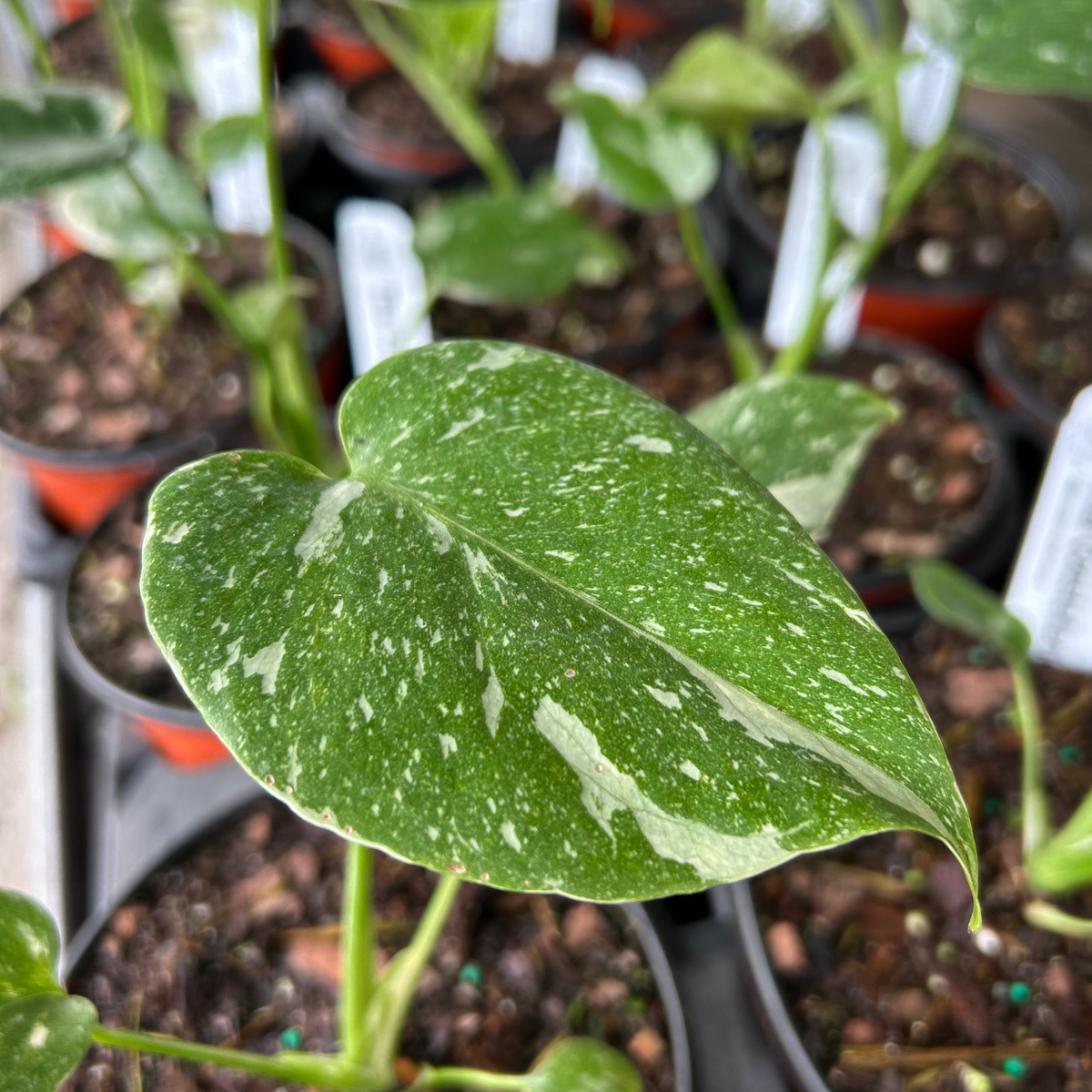 Monstera 'Thai Constellation' – Incredible Edible Landscapes