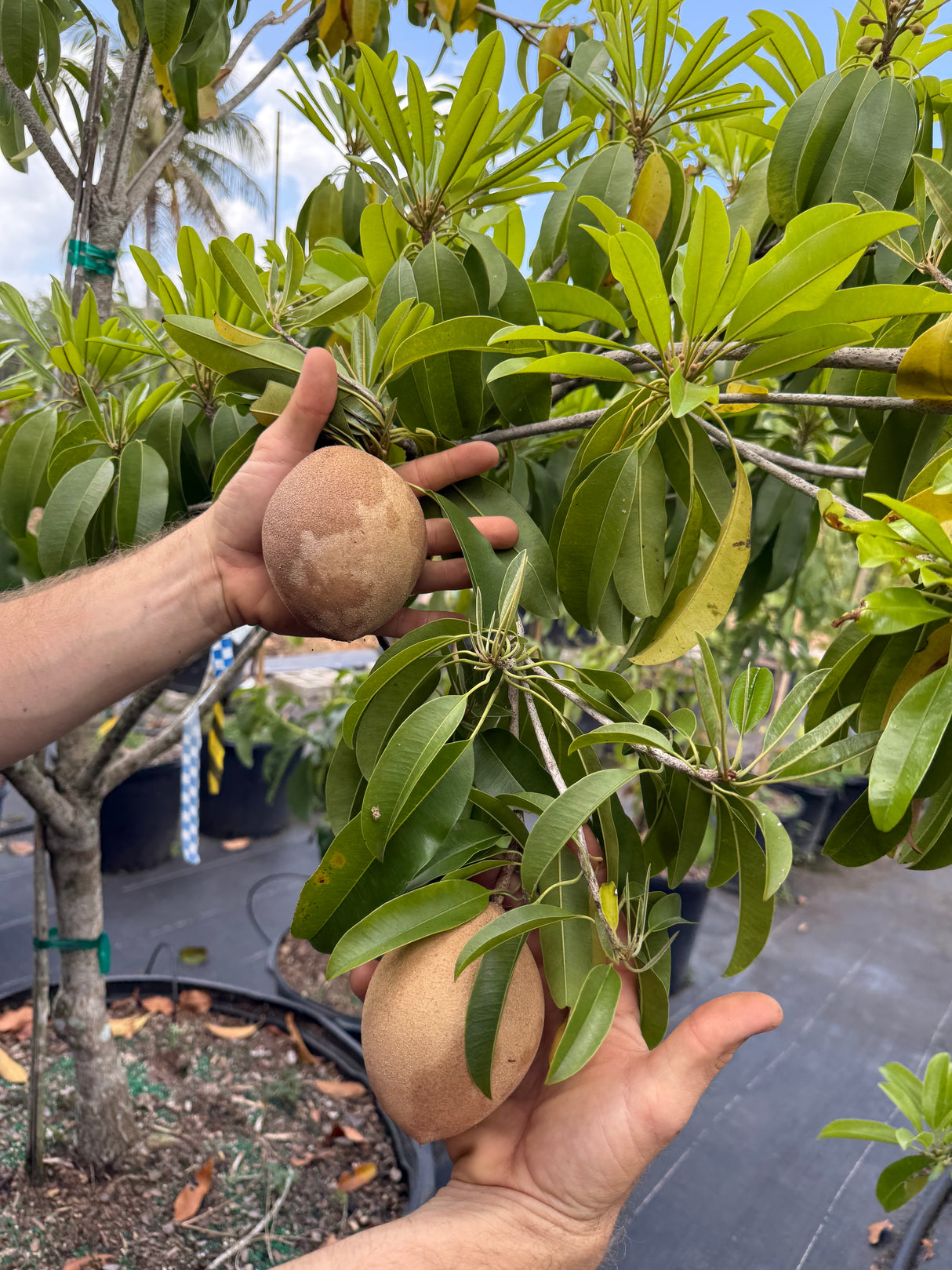 Sapodilla Tree 'Morena'