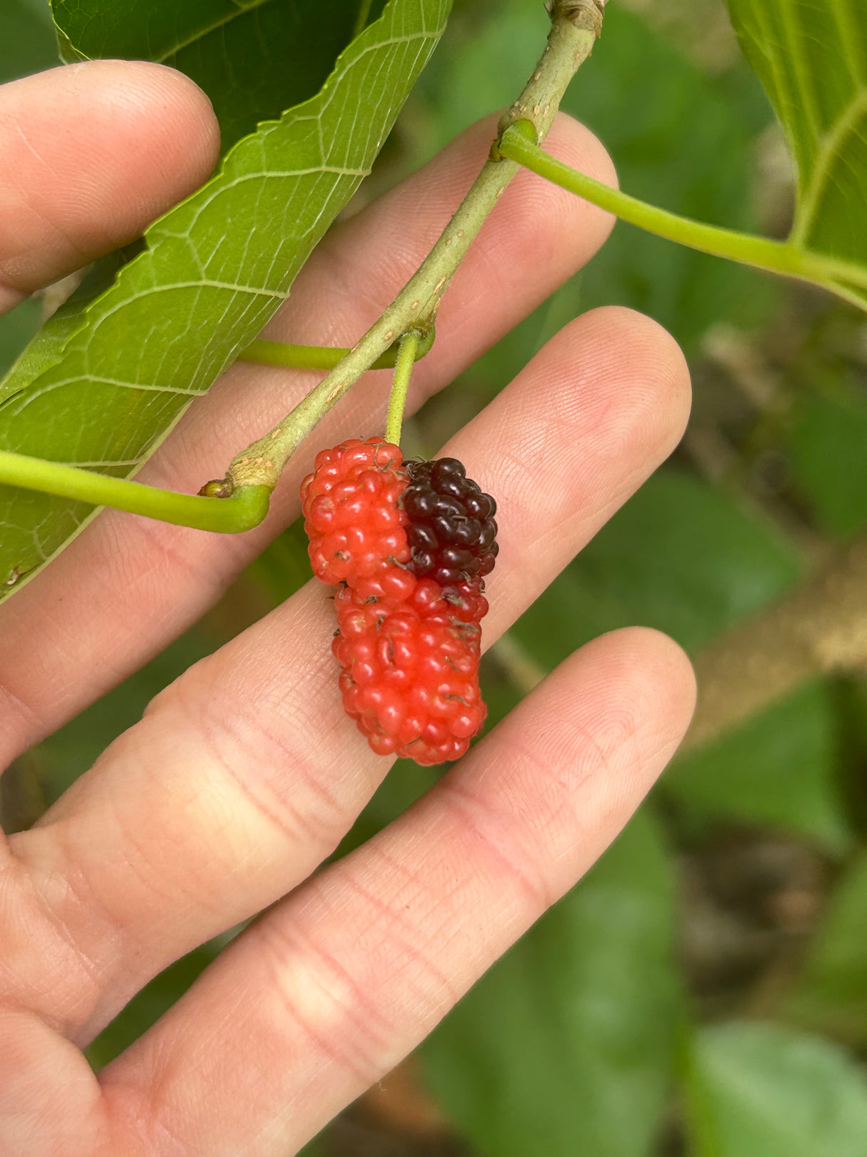 Mulberry Tree 'Sixth Street'