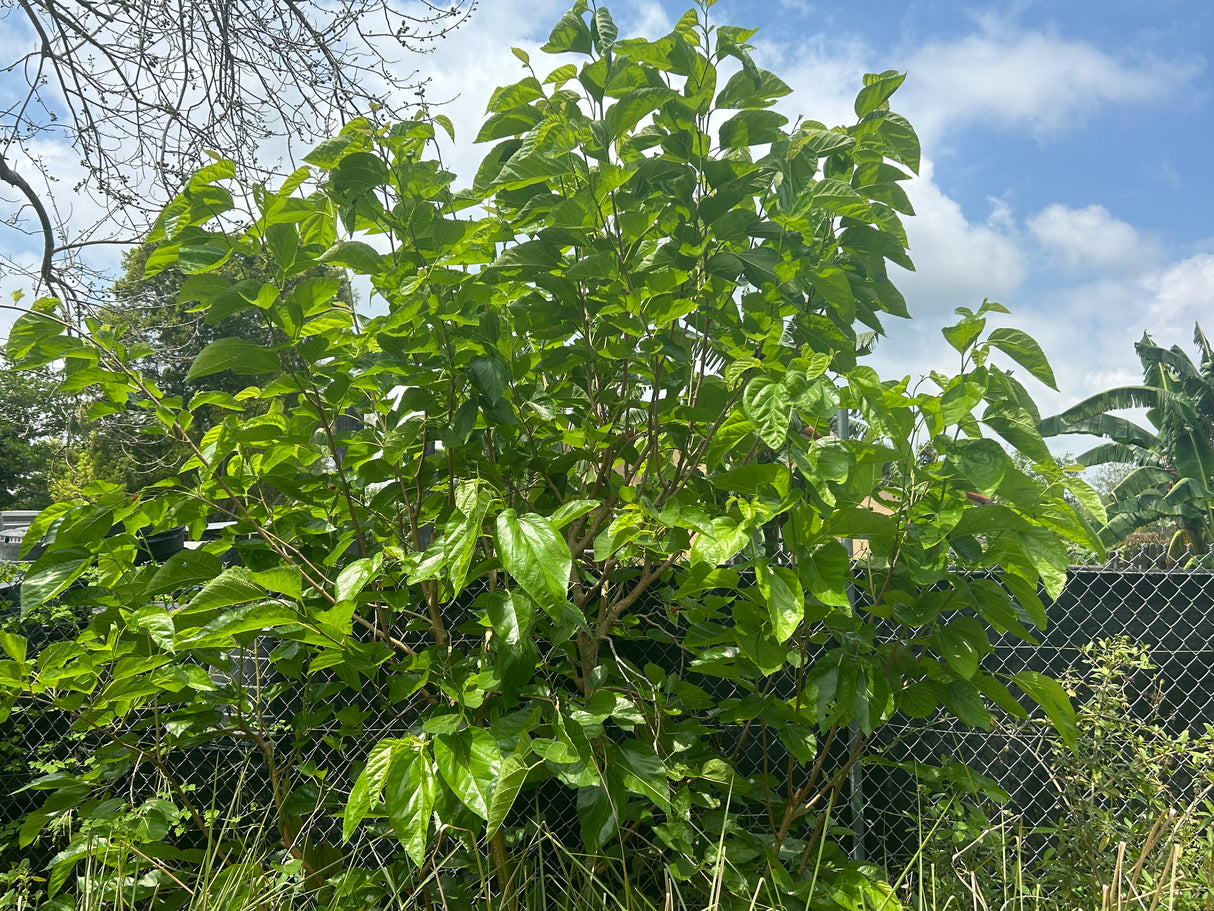 Mulberry Tree 'Sixth Street'