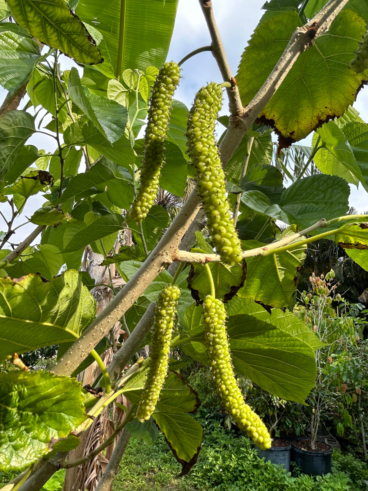 Mulberry Tree 'Himalayan Red'