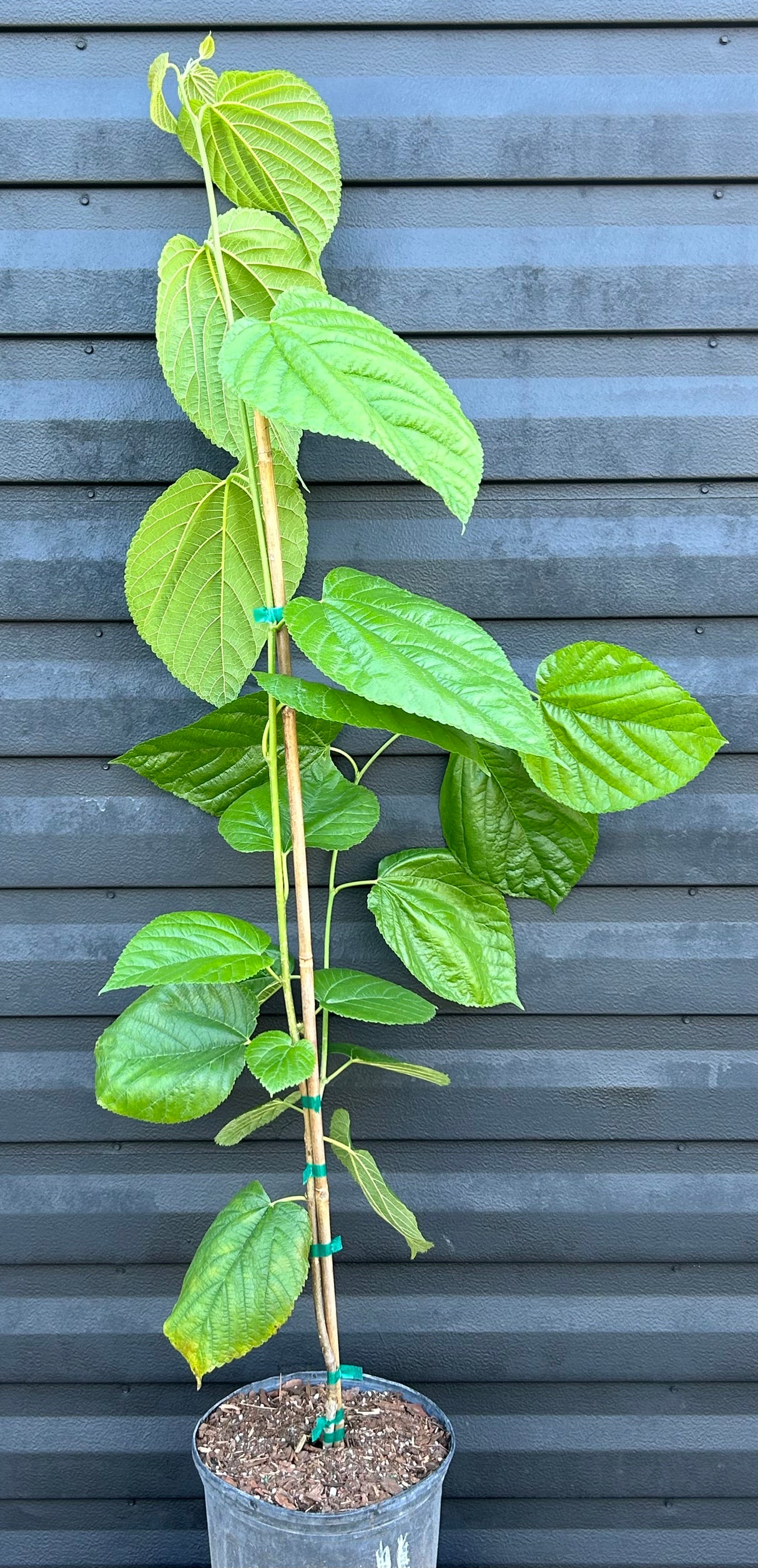 Mulberry Tree 'Himalayan Red'