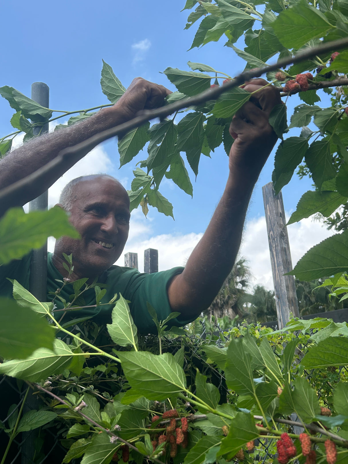 Mulberry Tree 'Thai Dwarf'