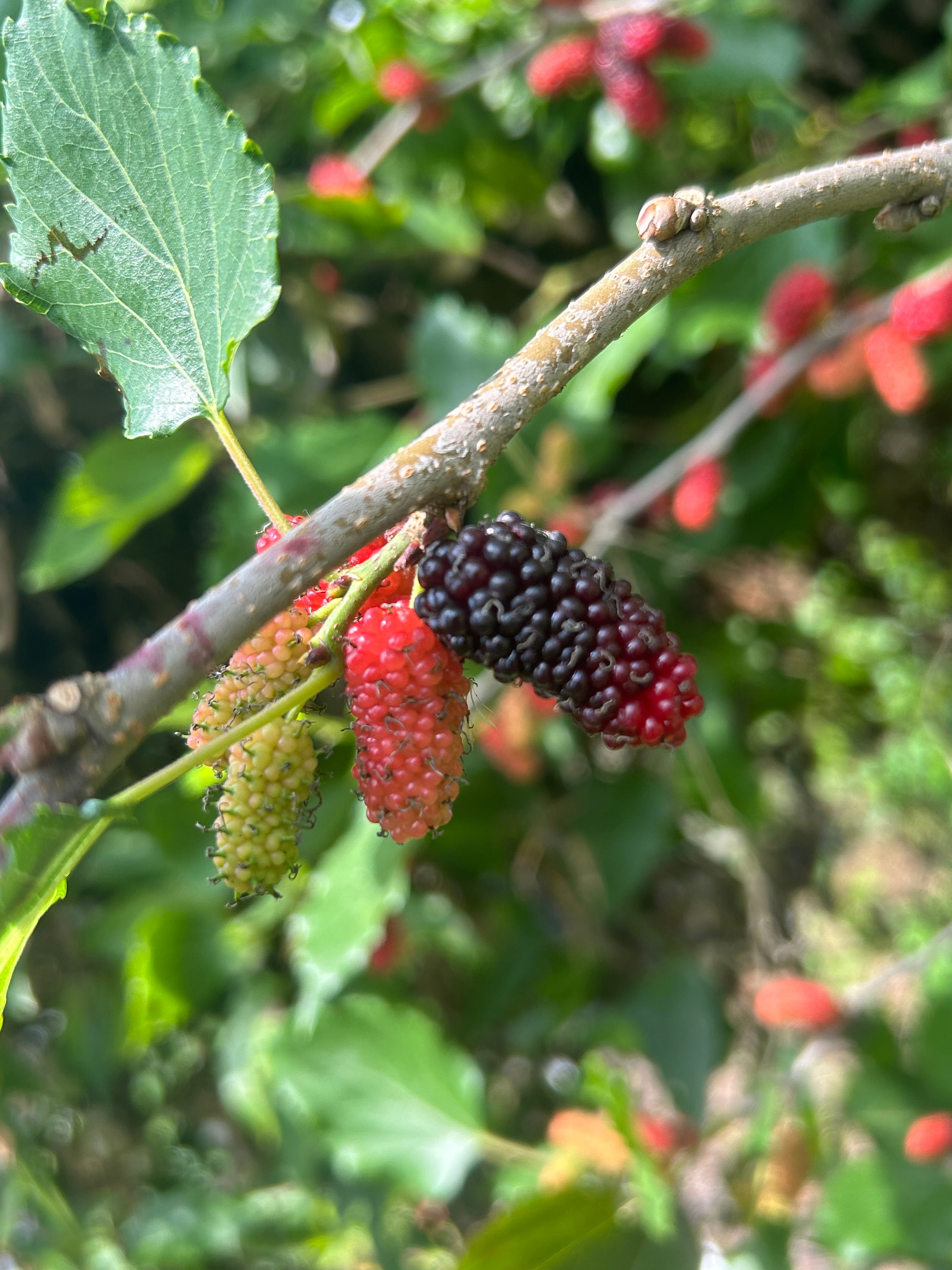 Mulberry Tree 'World's Best' – Incredible Edible Landscapes