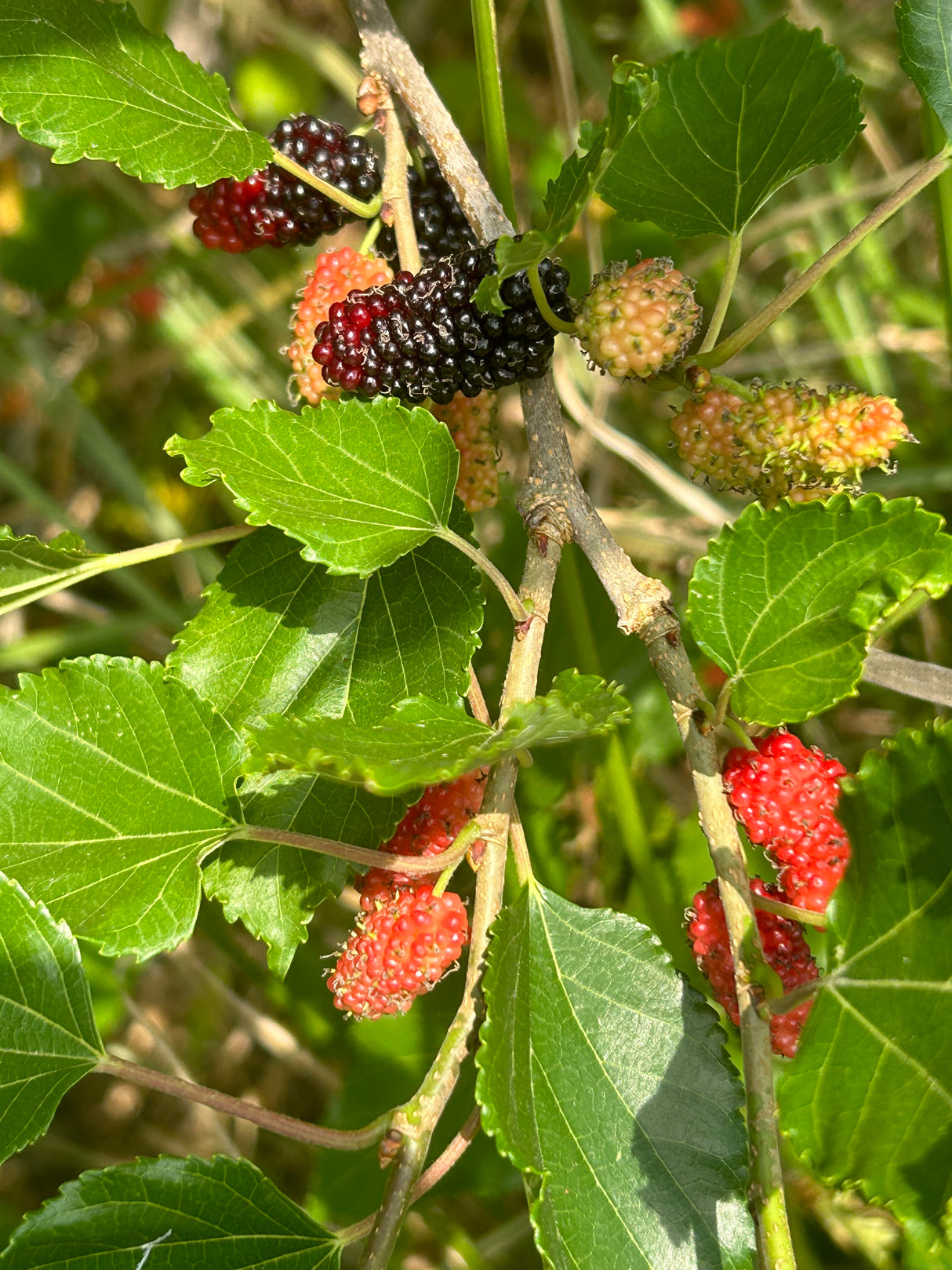 Mulberry Tree 'World's Best'