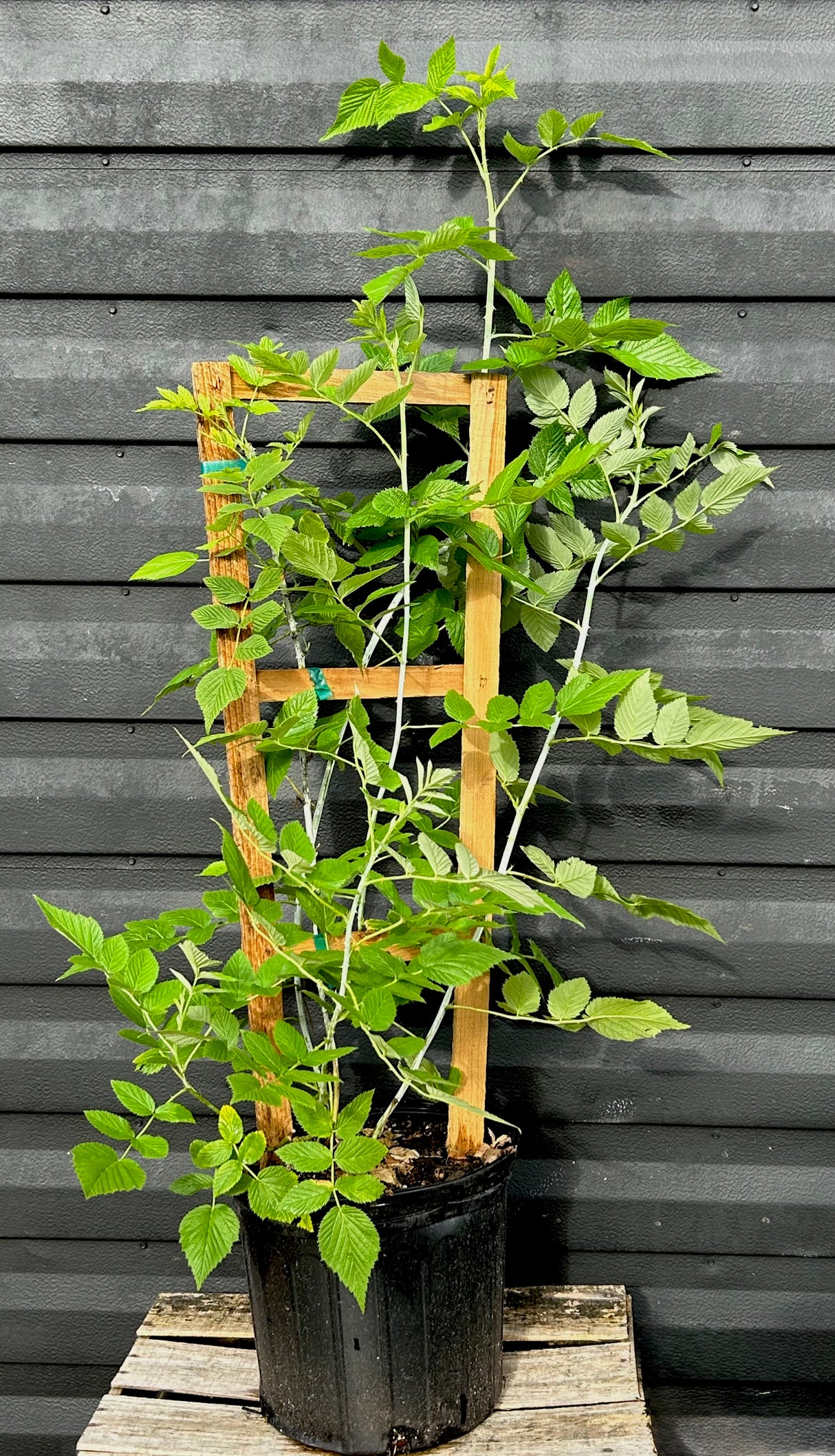 Raspberry ‘Mysore’