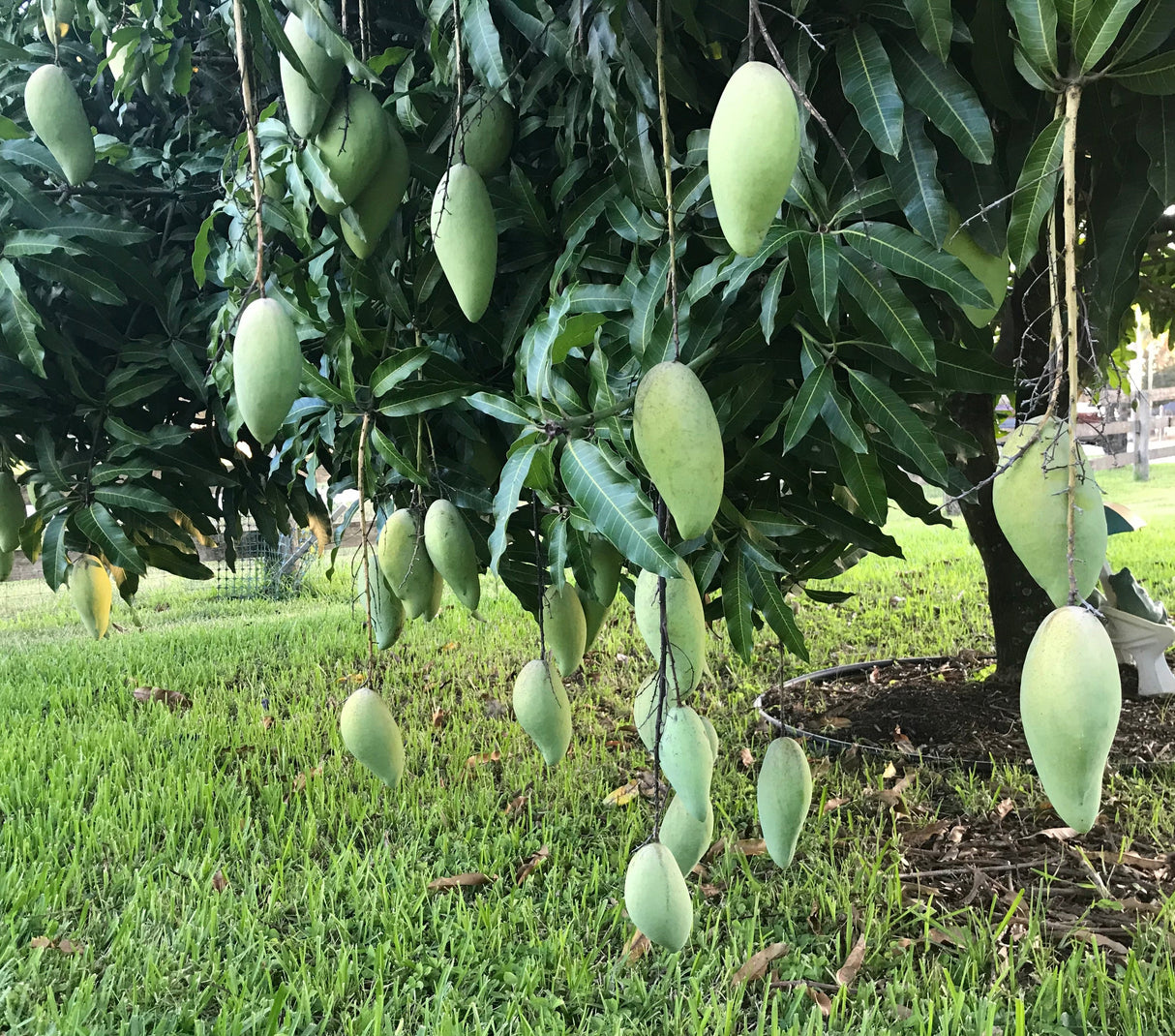 Mango Tree ‘Nam Doc Mai’
