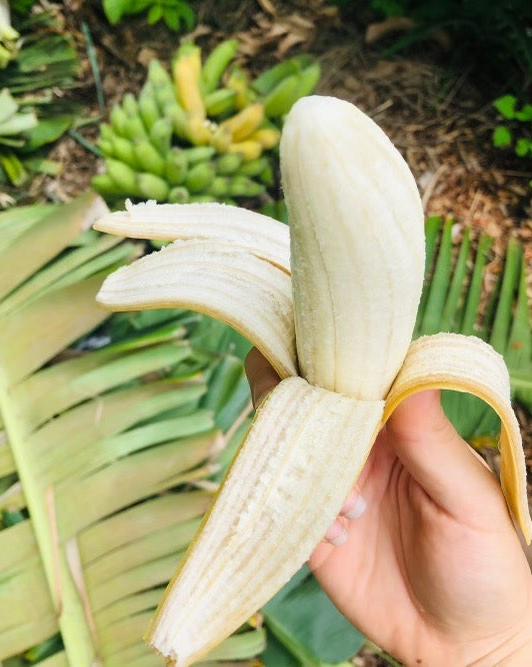 Banana Plant 'Dwarf Namwa'