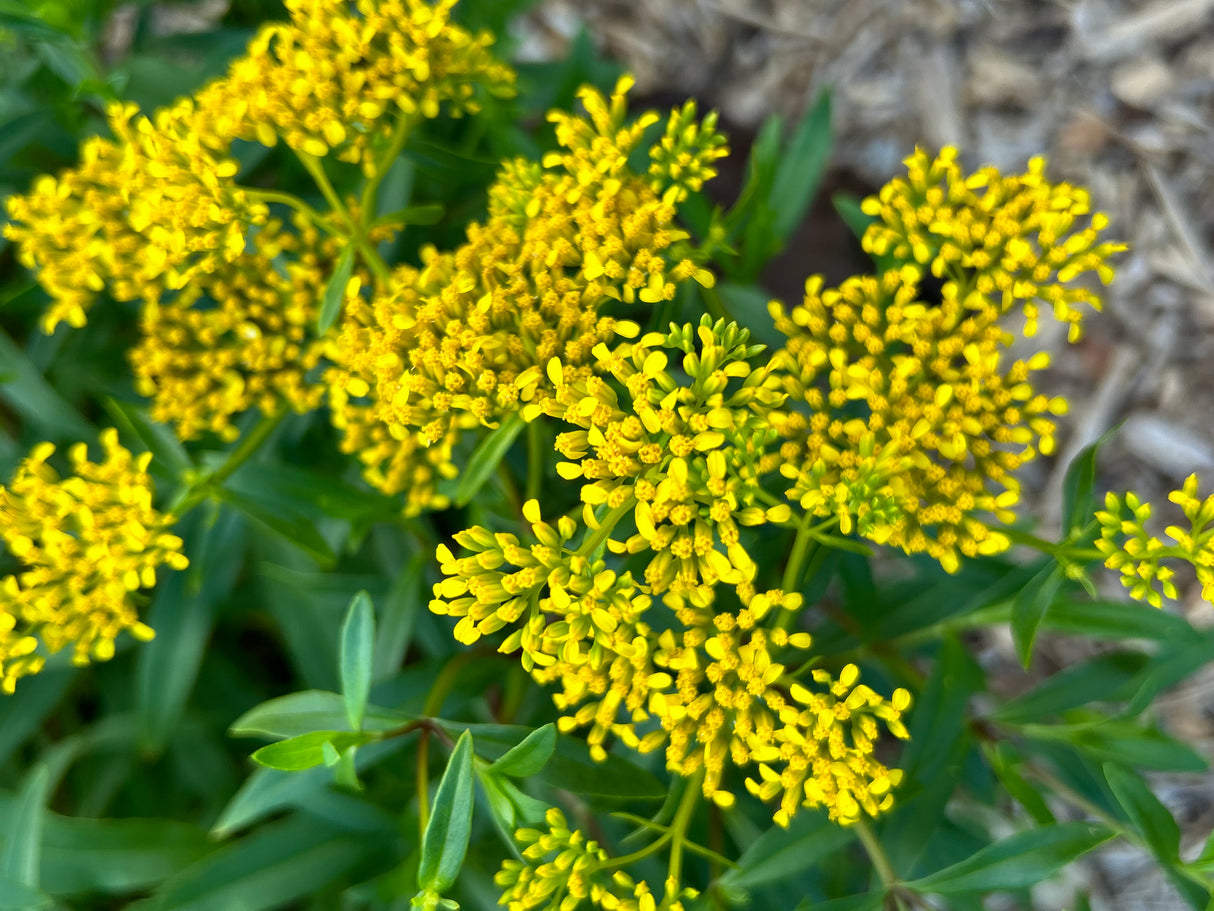 Narrowleaf Yellowtops Plant