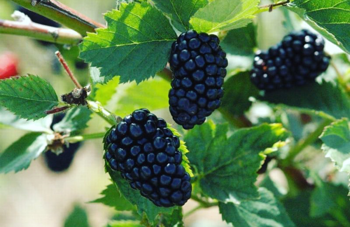 Blackberry Plant- Natchez Thornless