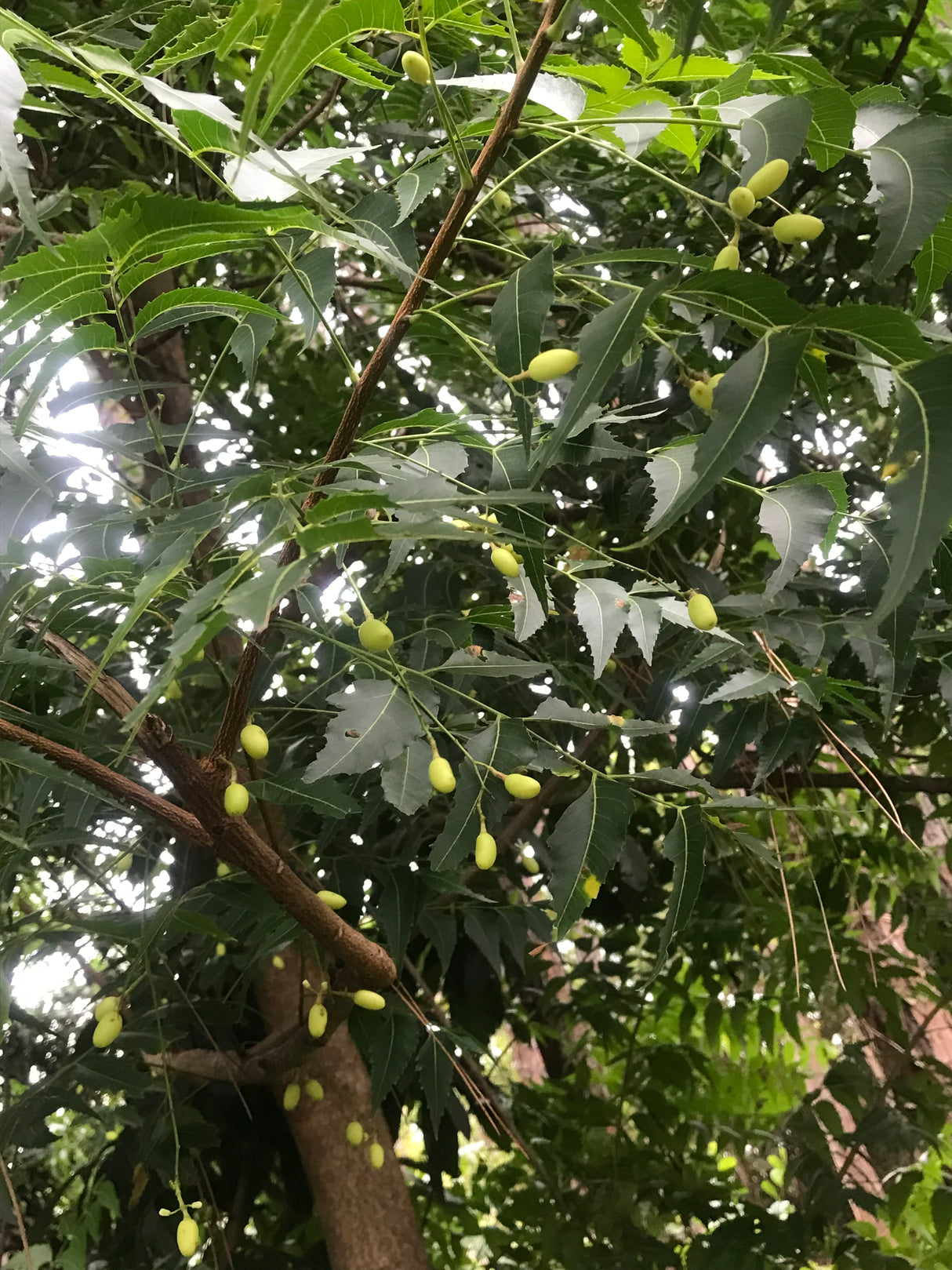 Neem Tree