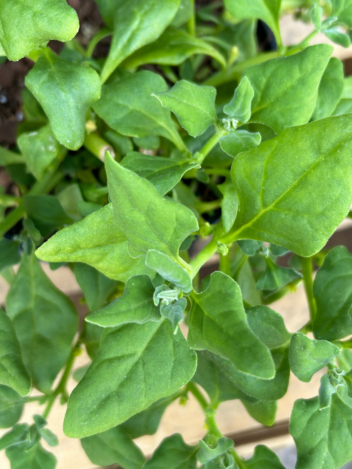 New Zealand Spinach
