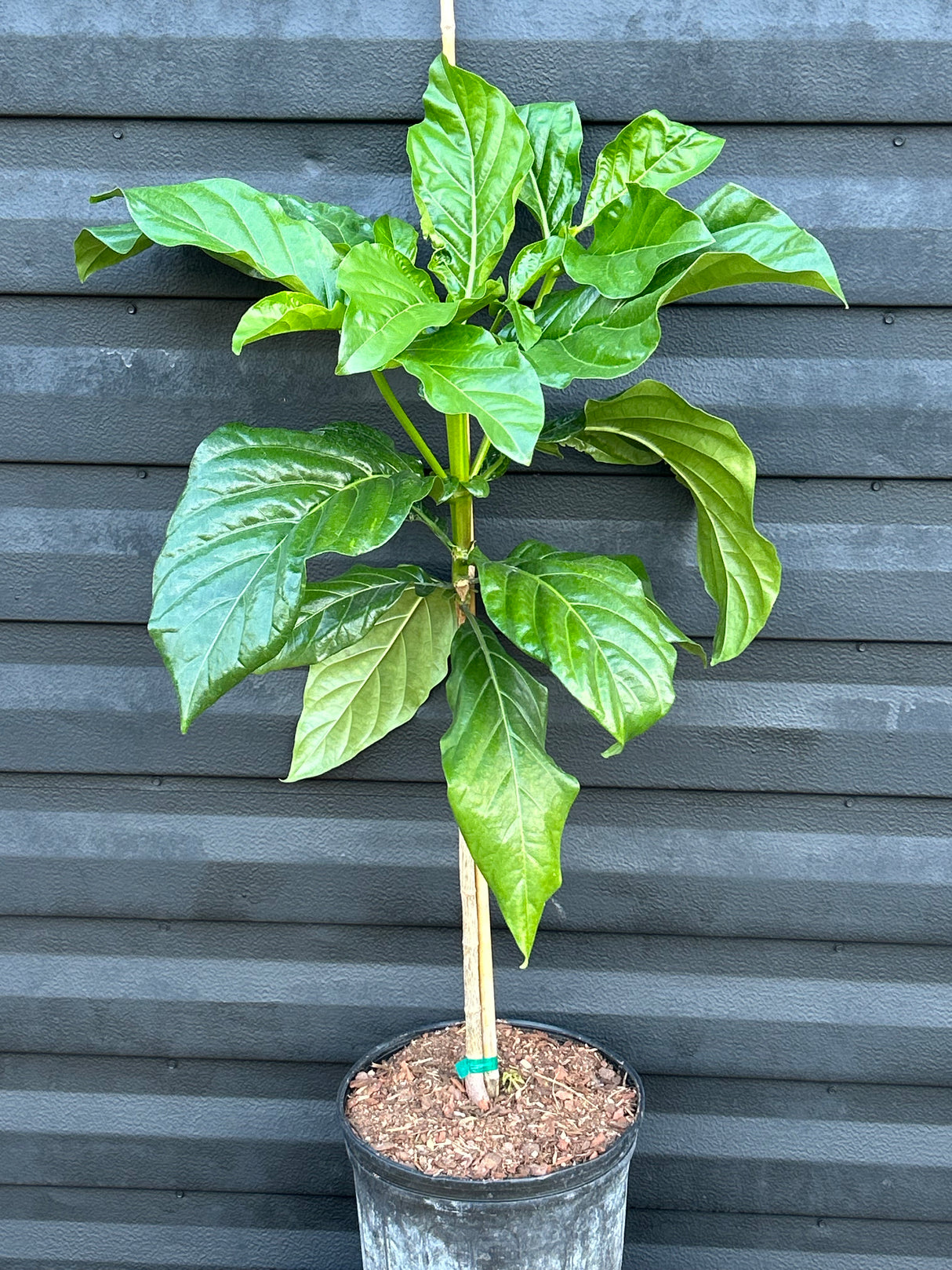 Noni Tree