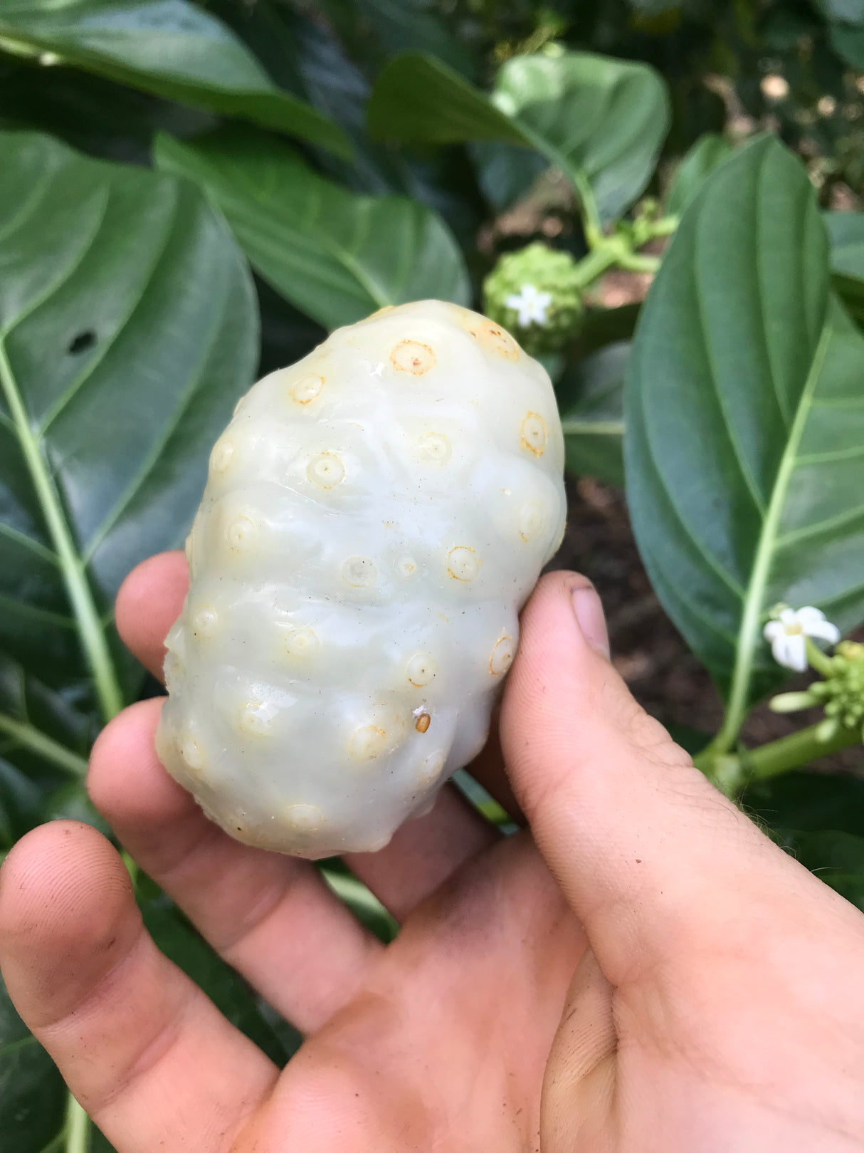 Noni Tree