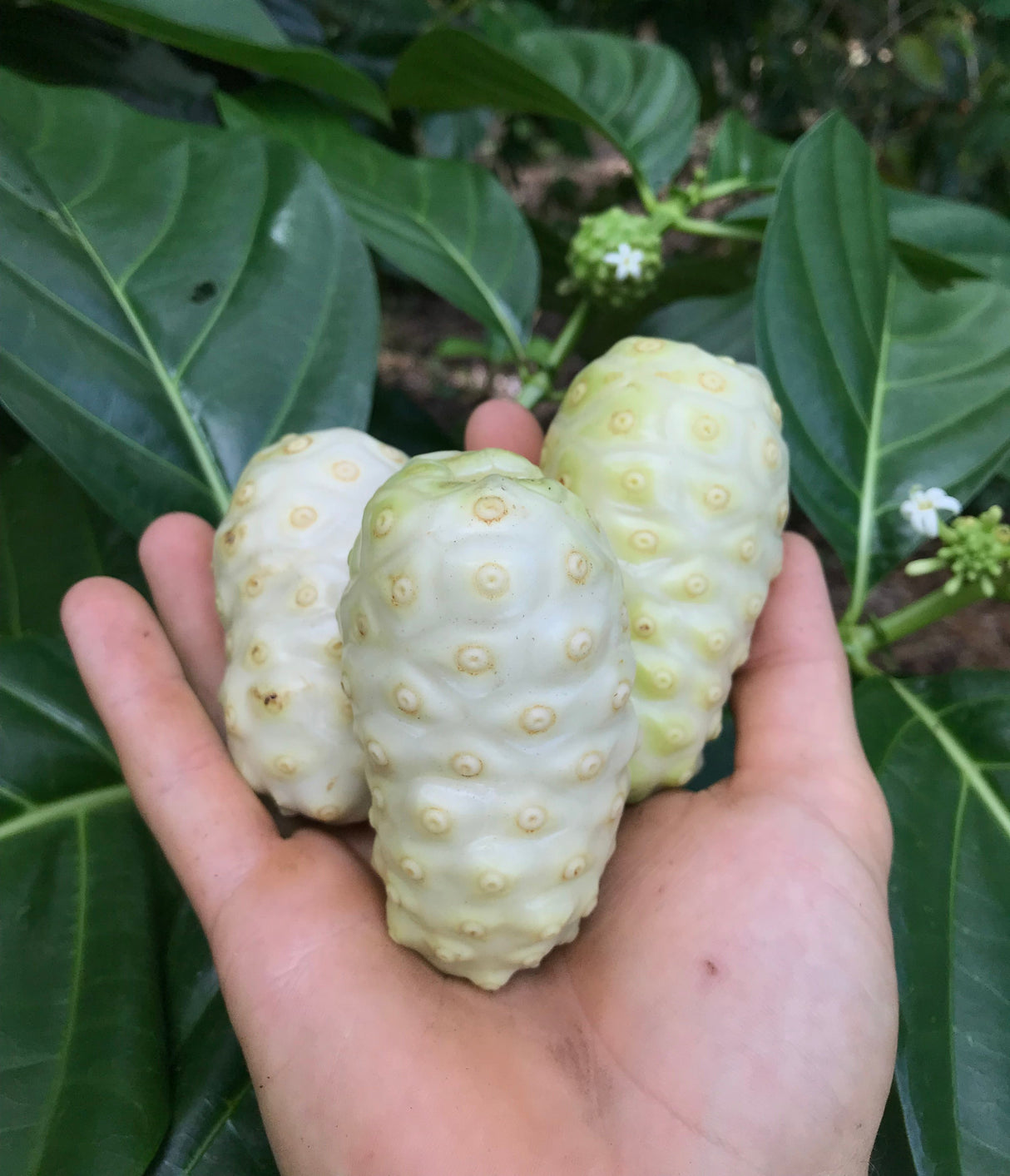 Noni Tree