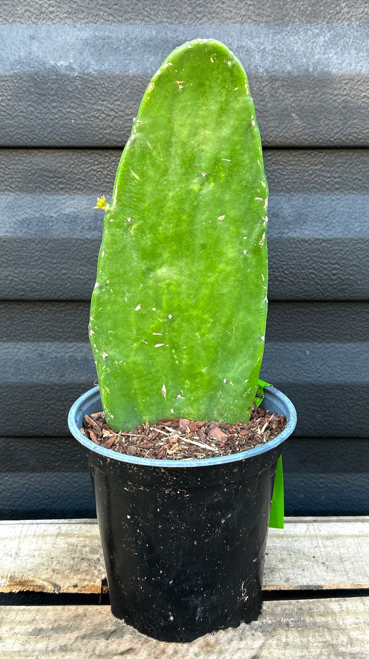 Nopales Plant