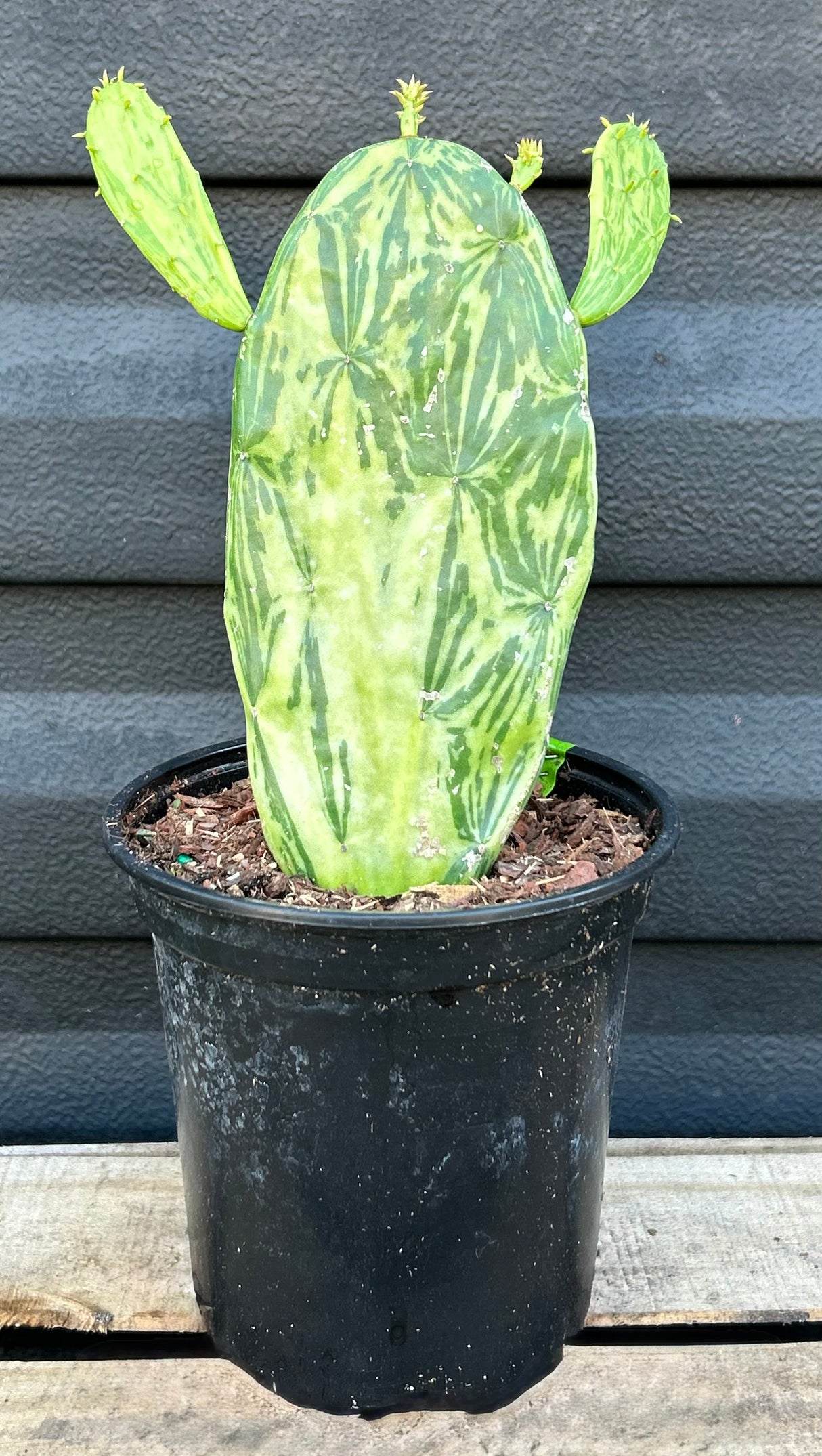 Nopales Plant