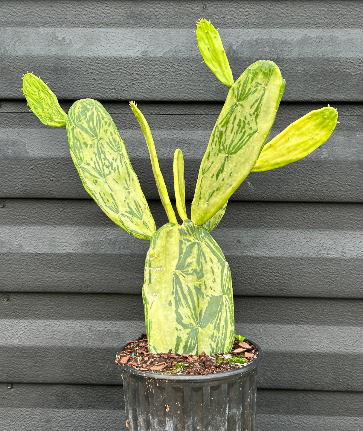 Nopales Plant