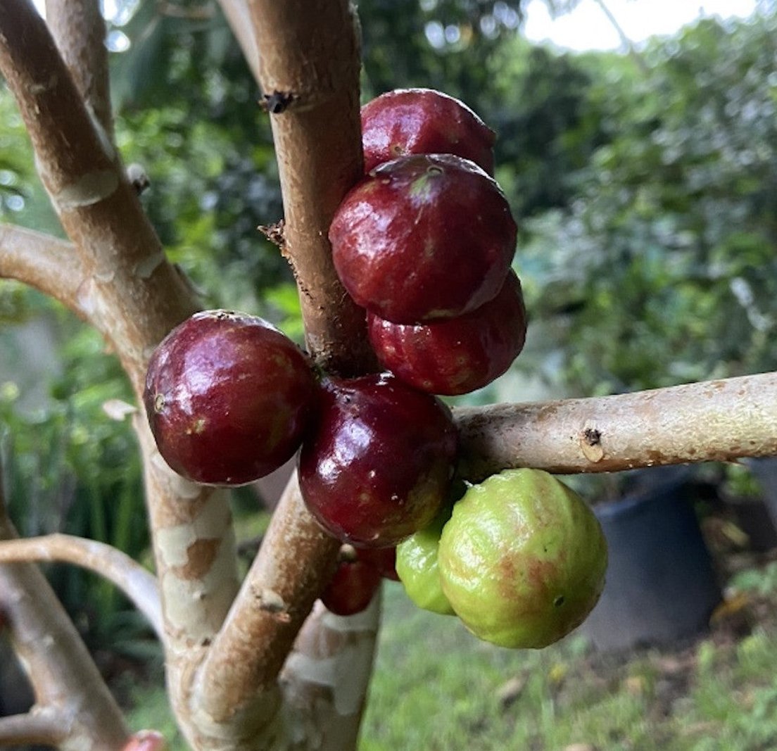 Jaboticaba Tree 'Novak'