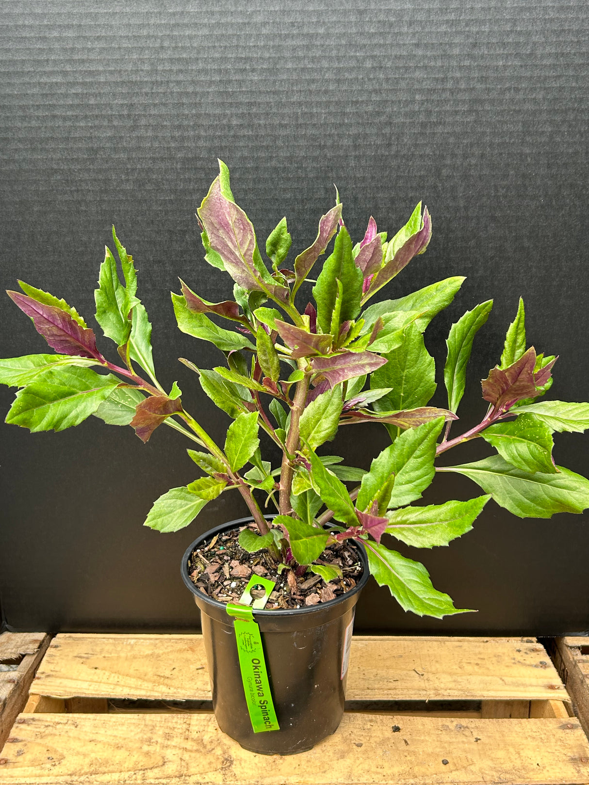 Okinawa Spinach Plant