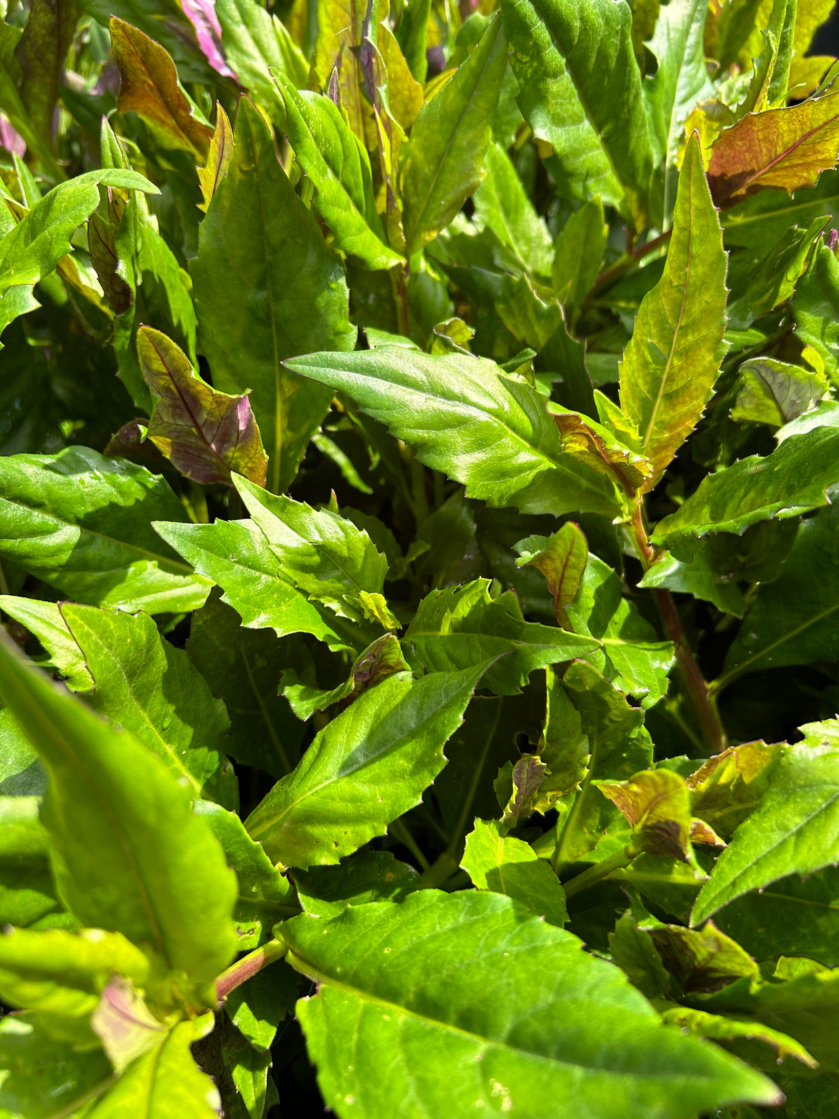 Okinawa Spinach Plant