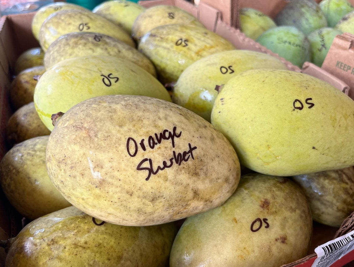 Mango Tree ‘Orange Sherbet’