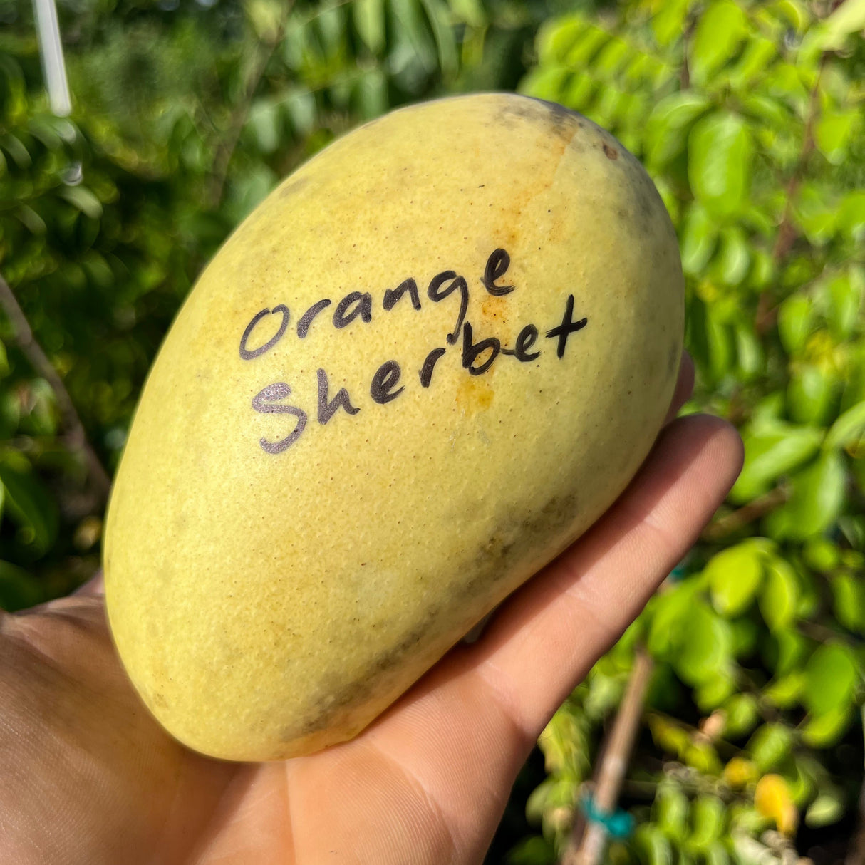Mango Tree ‘Orange Sherbet’