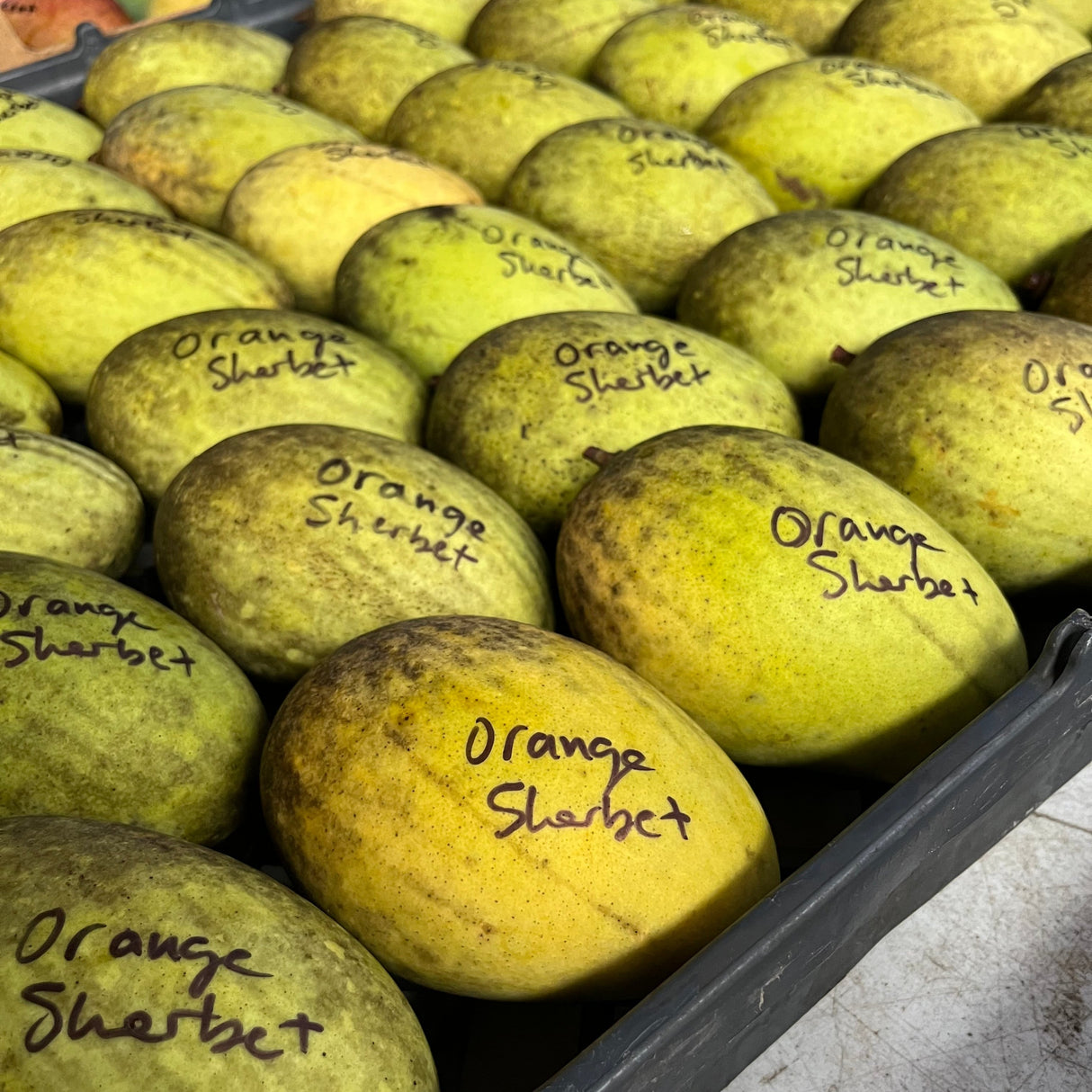 Mango Tree ‘Orange Sherbet’