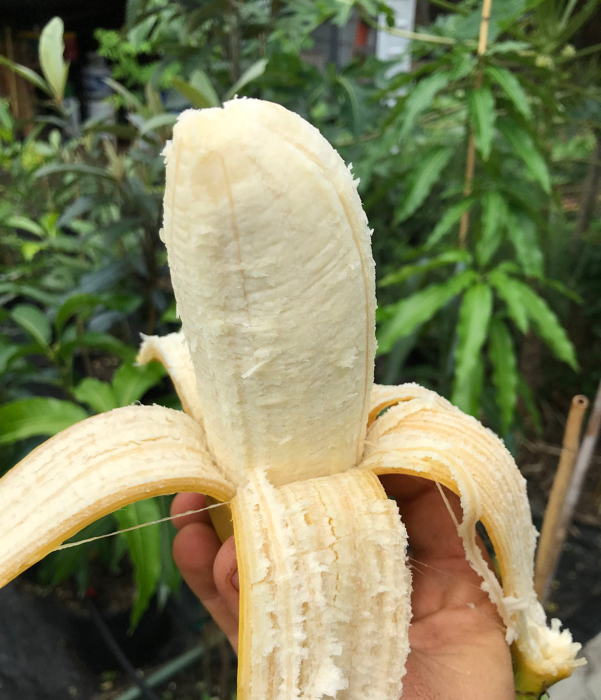 Banana Plant 'Dwarf Orinoco'