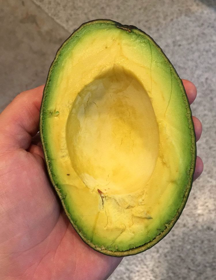 Avocado Tree ‘Oro Negro’