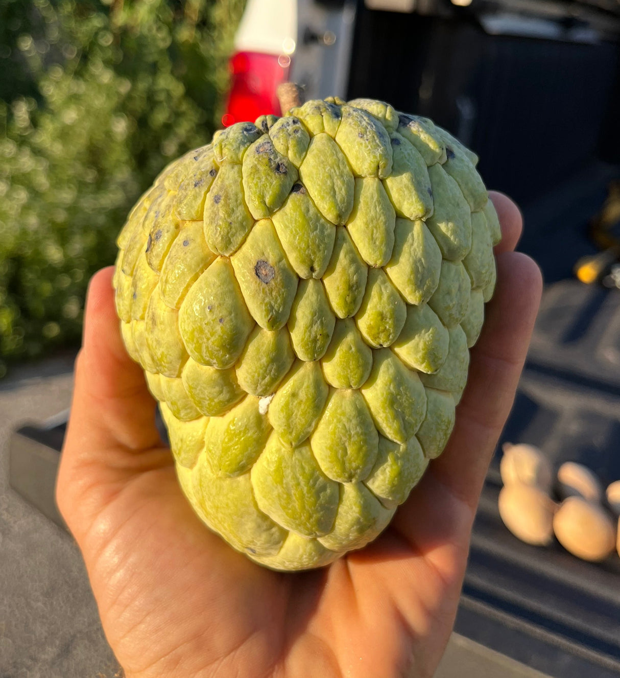 Atemoya Tree 'Phet Pak Chong'