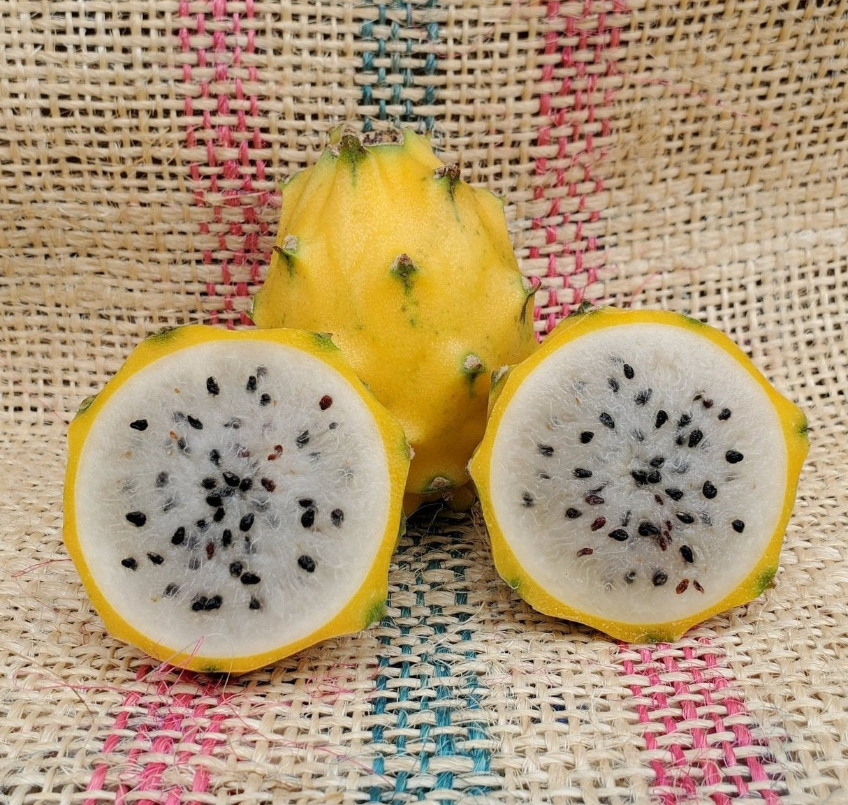 Dragonfruit 'Palora' (Yellow)