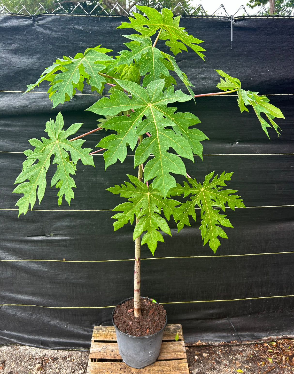 Papaya Tree 'TR Hovey'