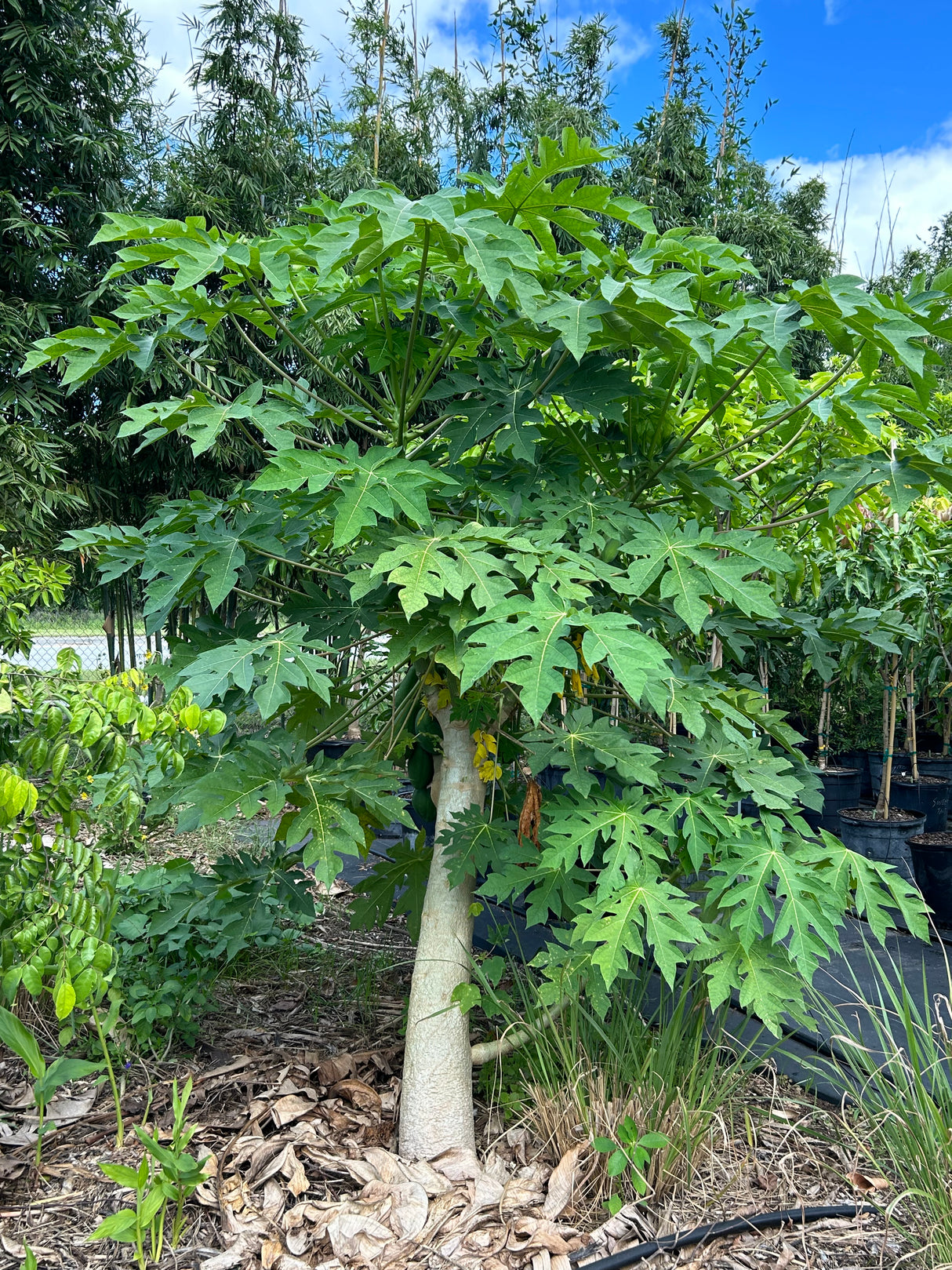 Papaya Tree 'TR Hovey'