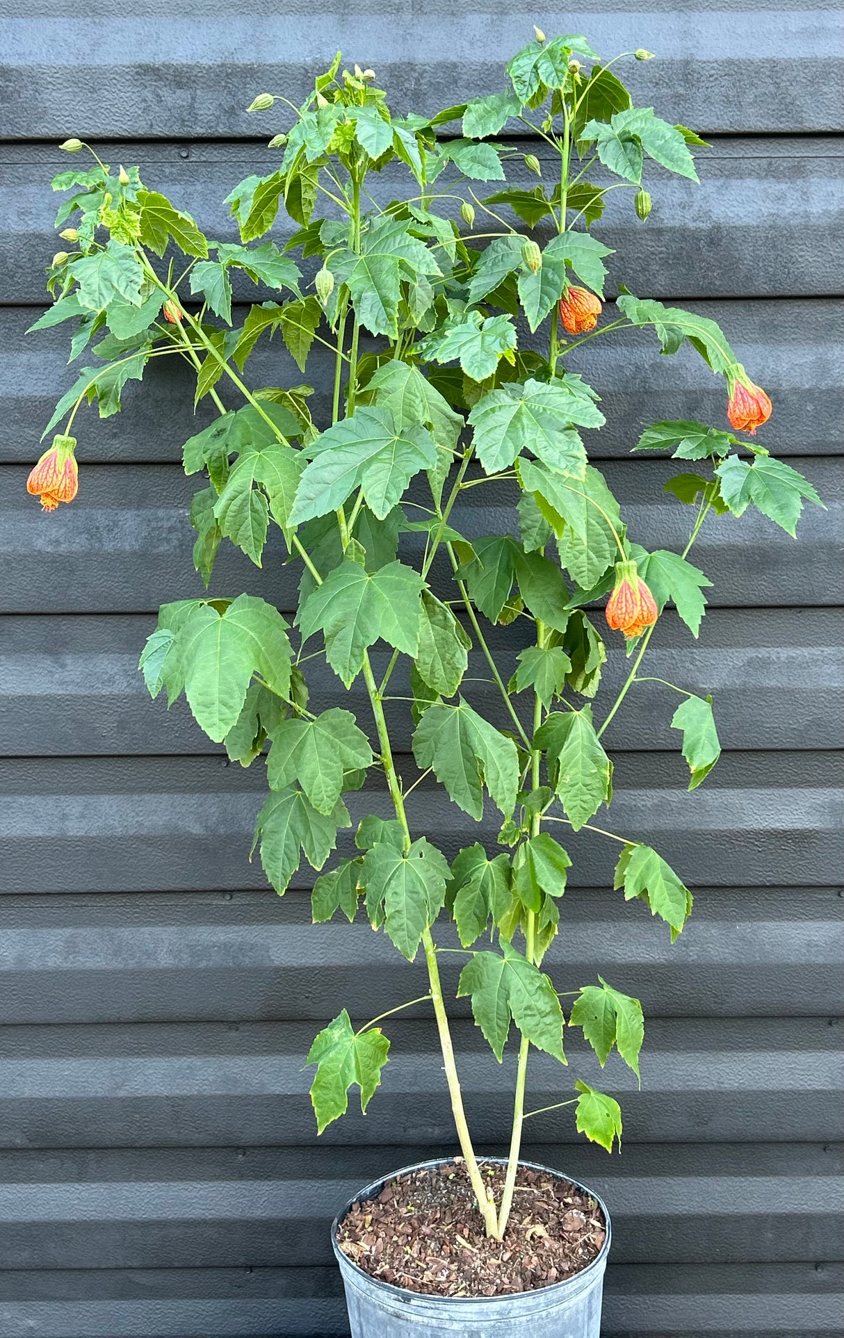 Parlor Maple Tree