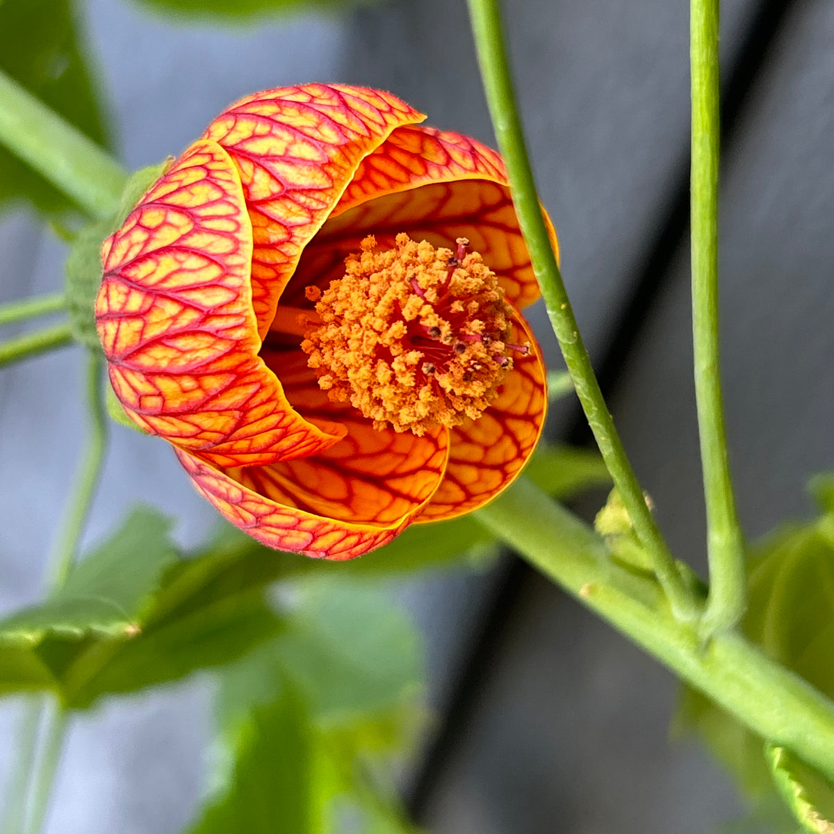 flowering maple indoor plant Parlor Maple Tree – Incredible Edible Landscapes