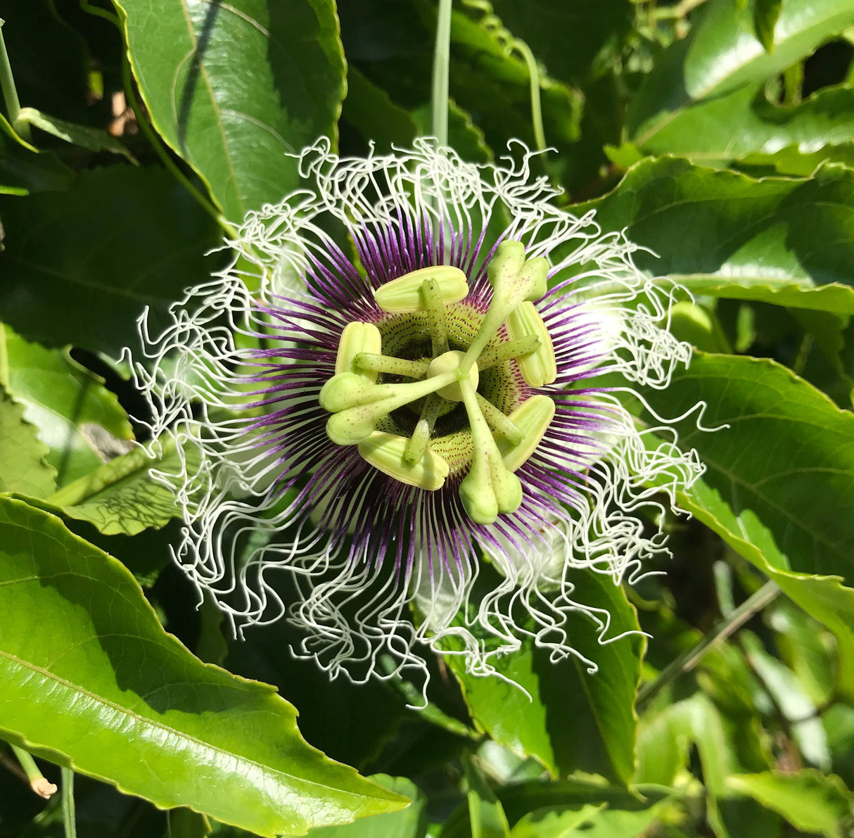 Passionfruit Vine 'Purple Possom'