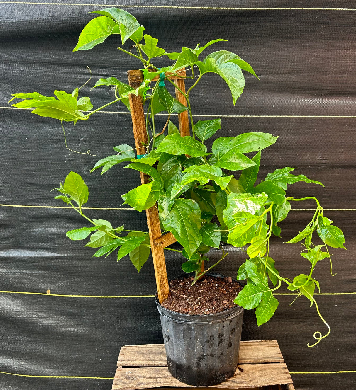 Passionfruit Vine 'Purple Possom'