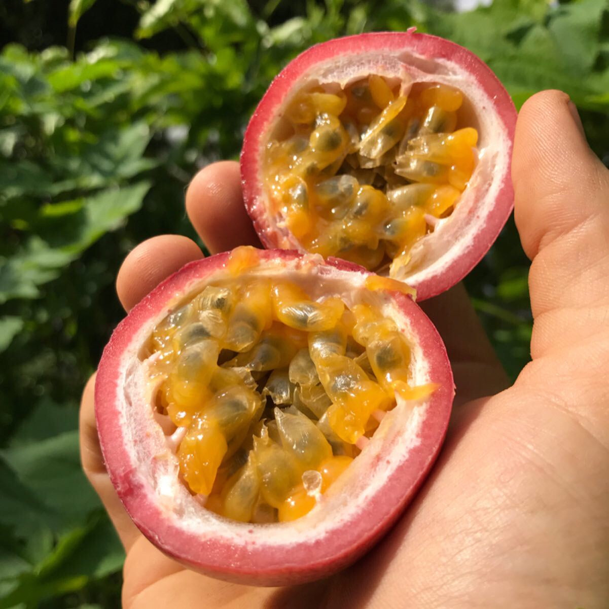 Passionfruit Vine 'Purple Possom'