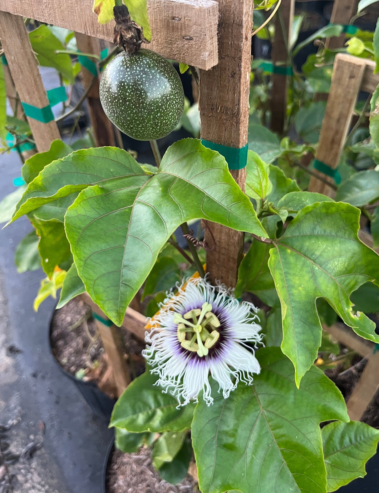 Passionfruit Vine 'Purple Possom'